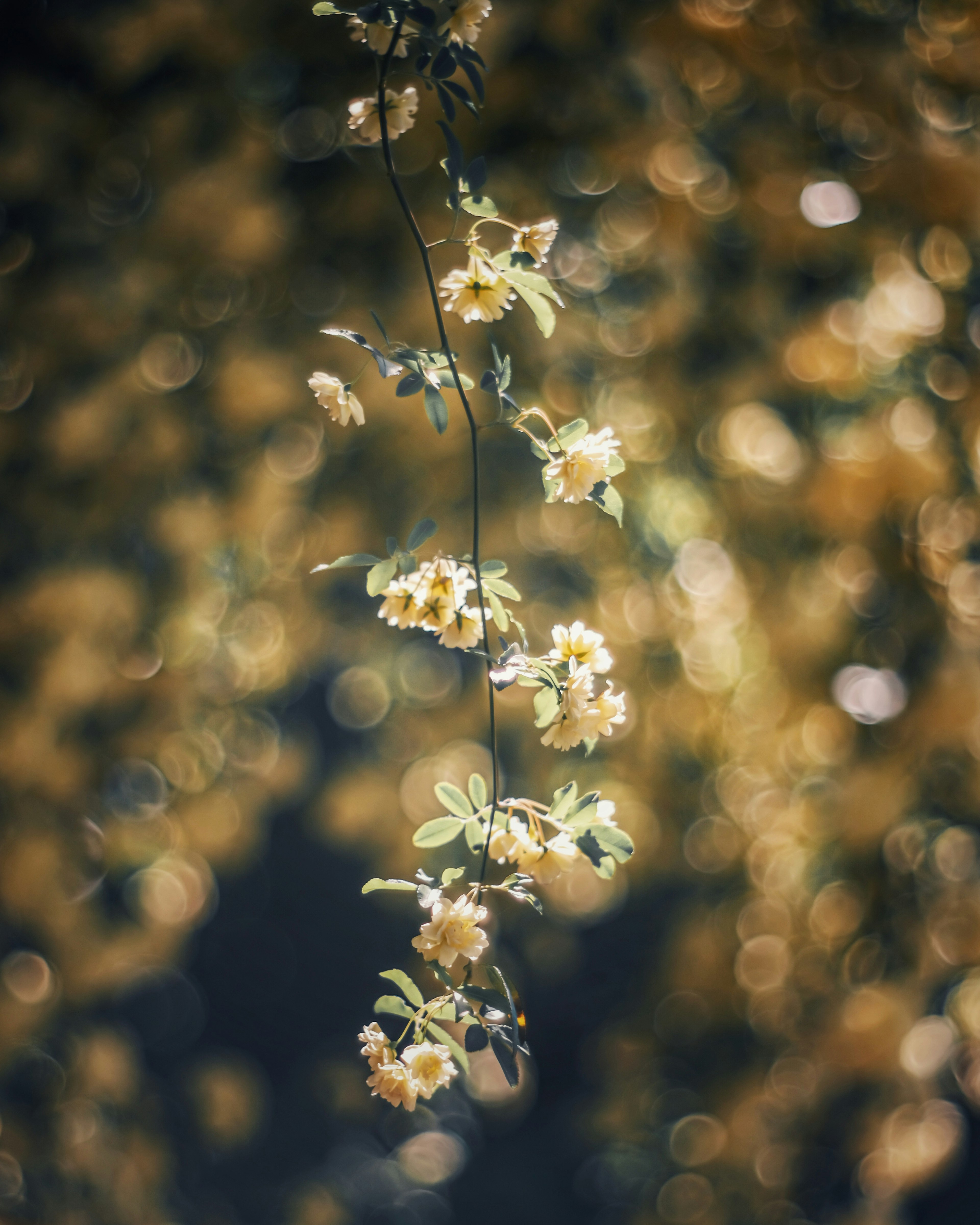 A delicate vine with yellow flowers swaying in soft light