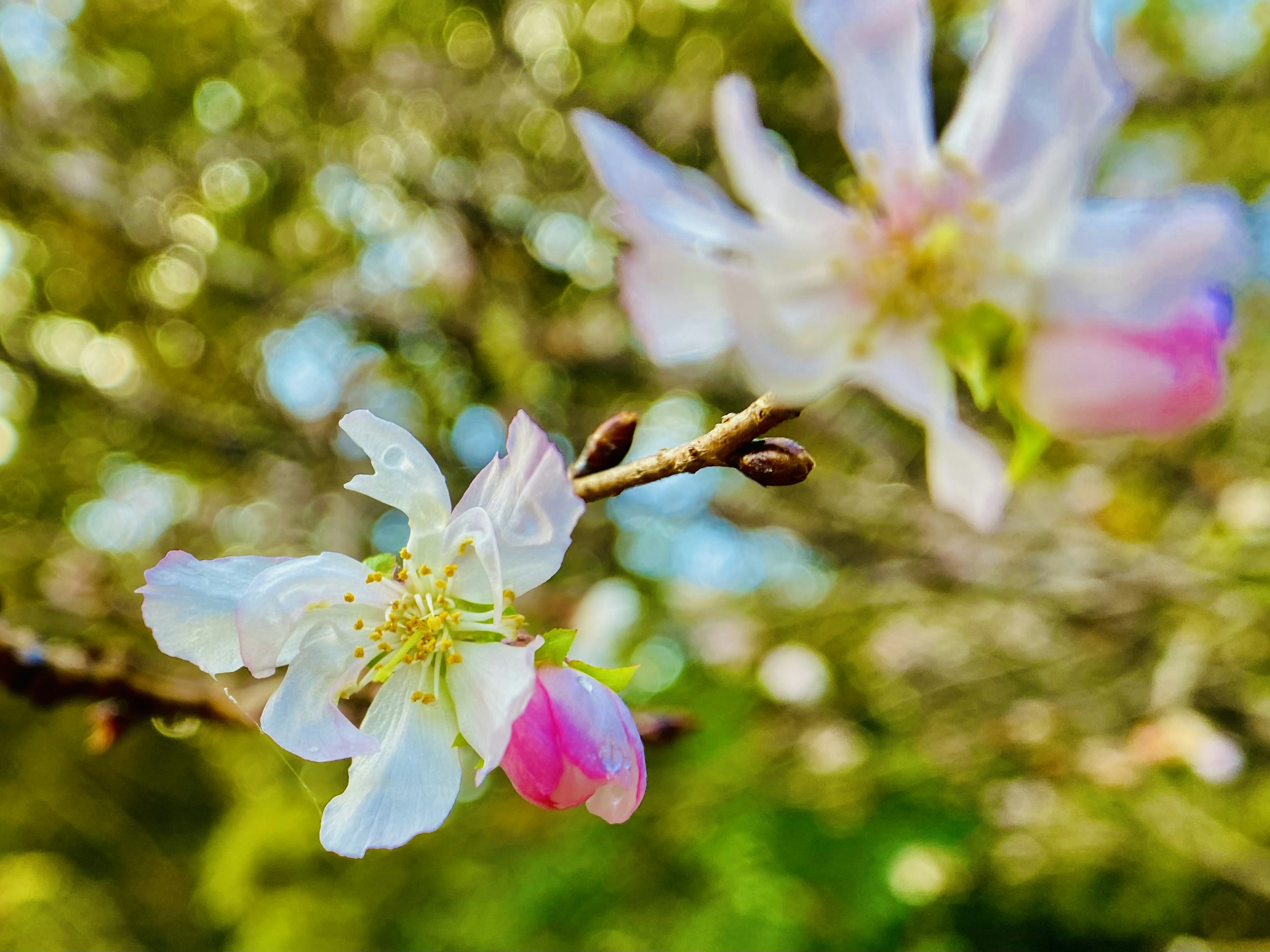 Flores delicadas blancas y rosas en una rama brillando a la luz del sol