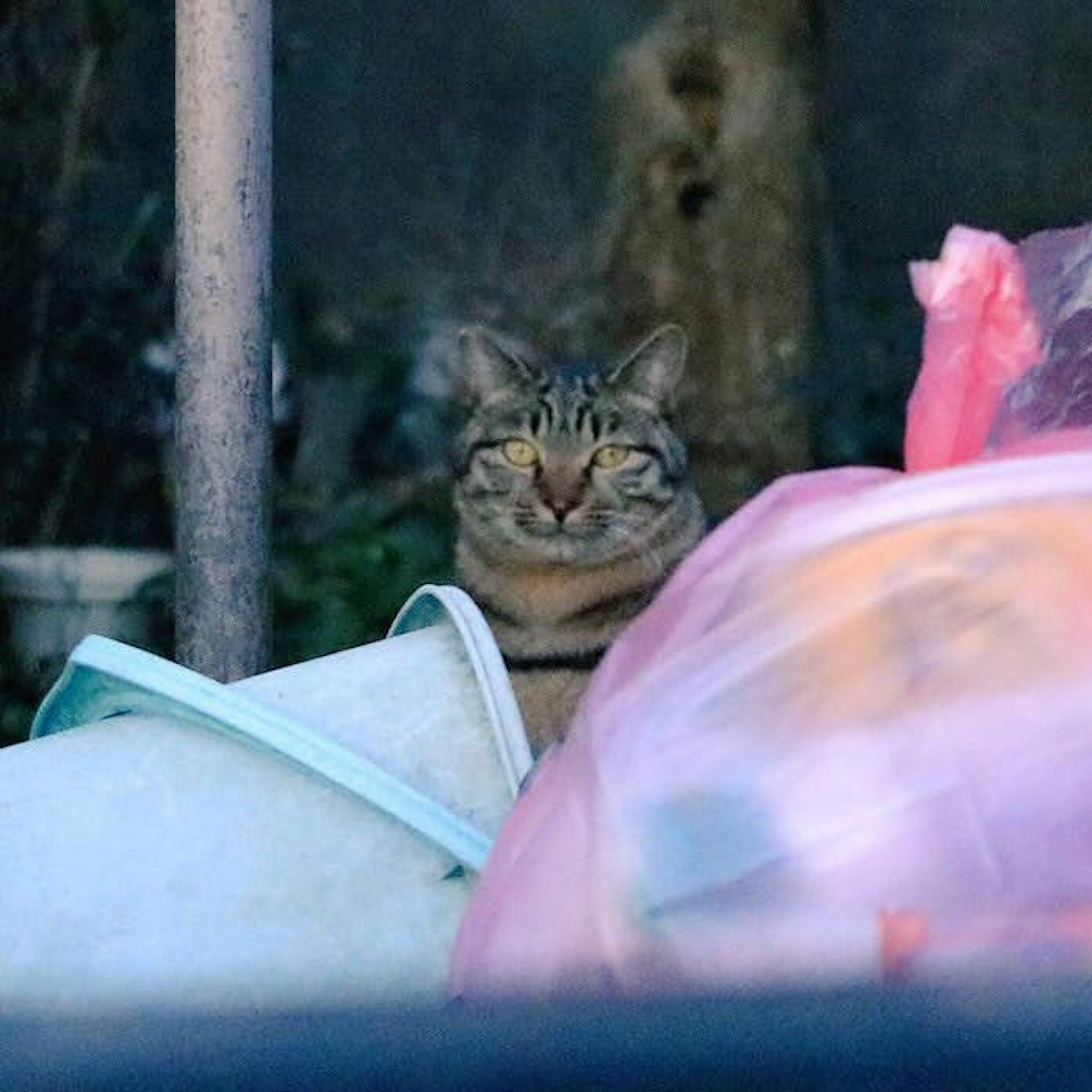 Un gatto seduto tra sacchi della spazzatura con un'espressione rilassata