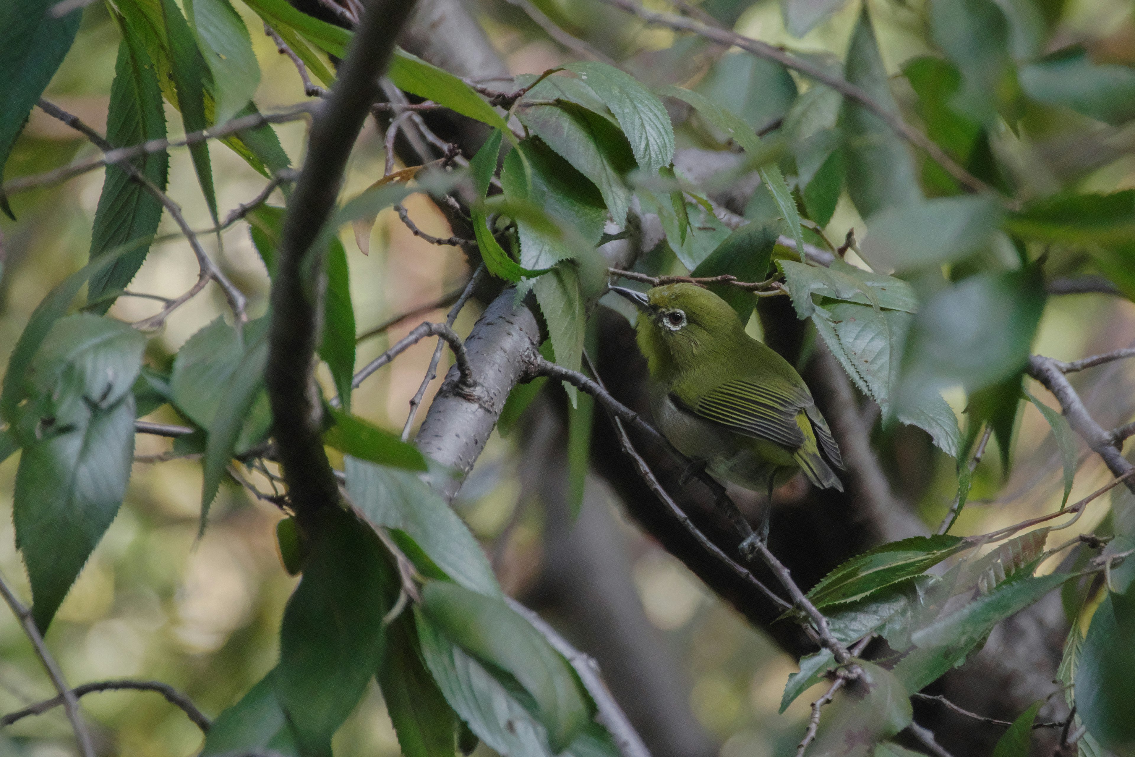 Un piccolo uccello verde nascosto tra le foglie