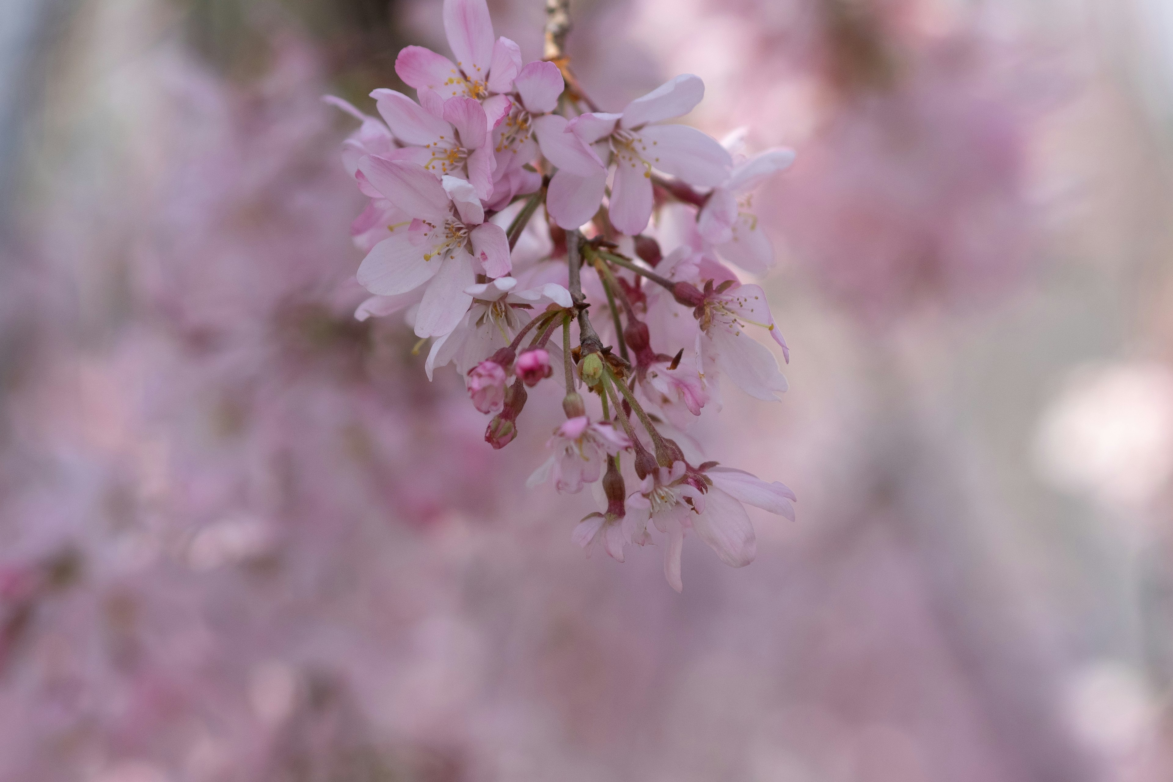 Flores de cerezo rosadas delicadas en flor