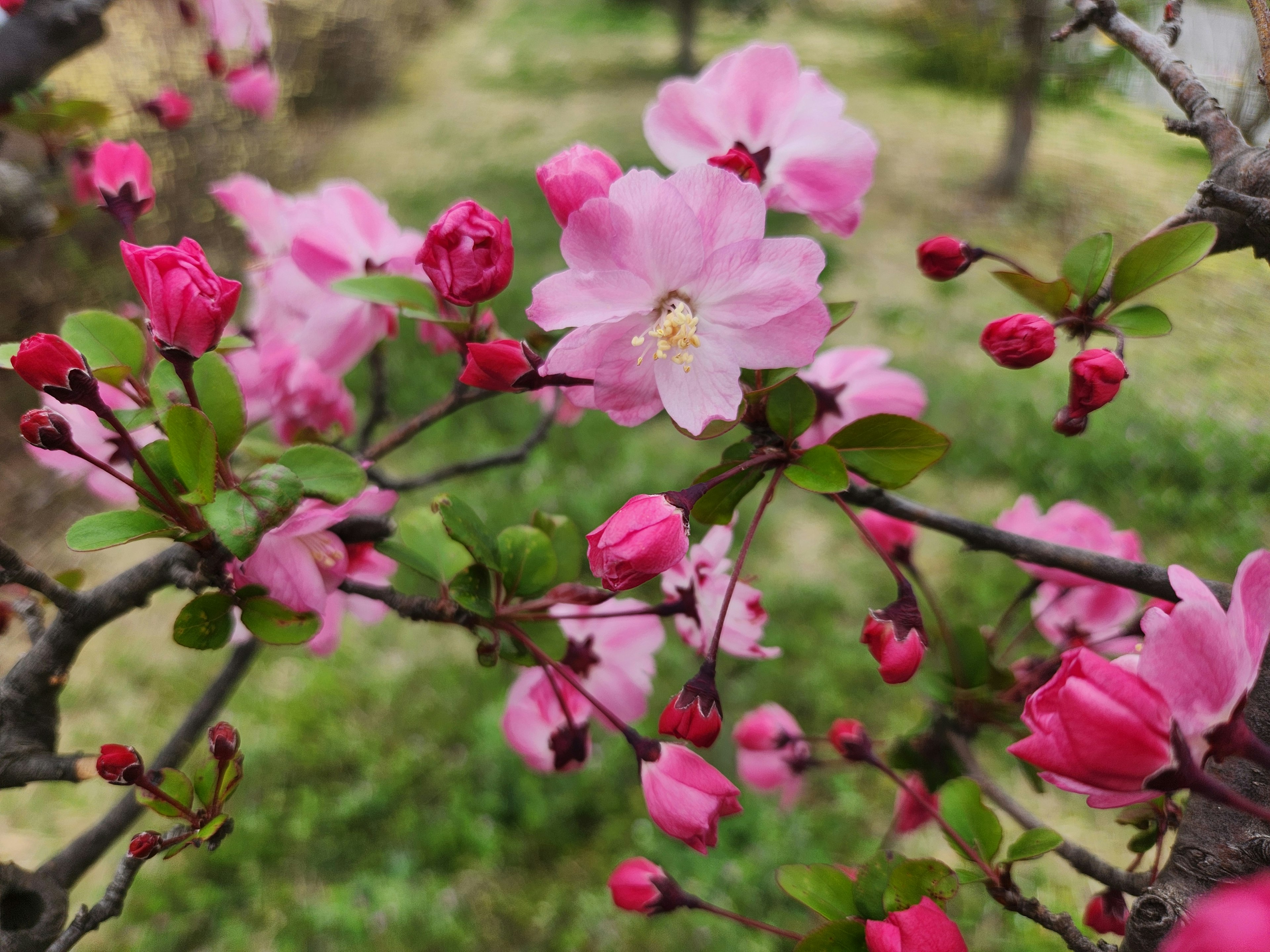 Zweig mit rosa Blüten und Knospen