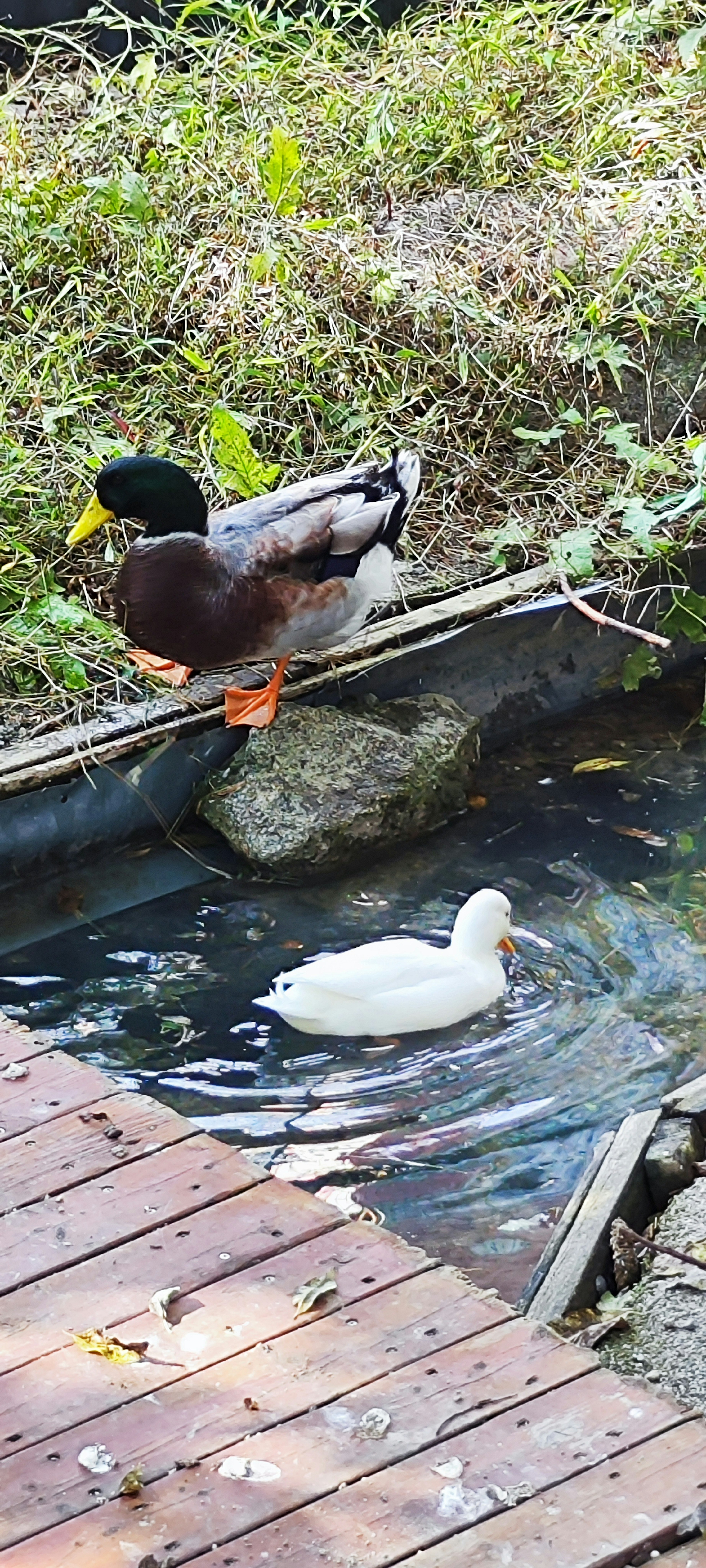 Zwei Enten am Wasser, eine weiße Ente schwimmt und eine schwarze Ente steht am Ufer