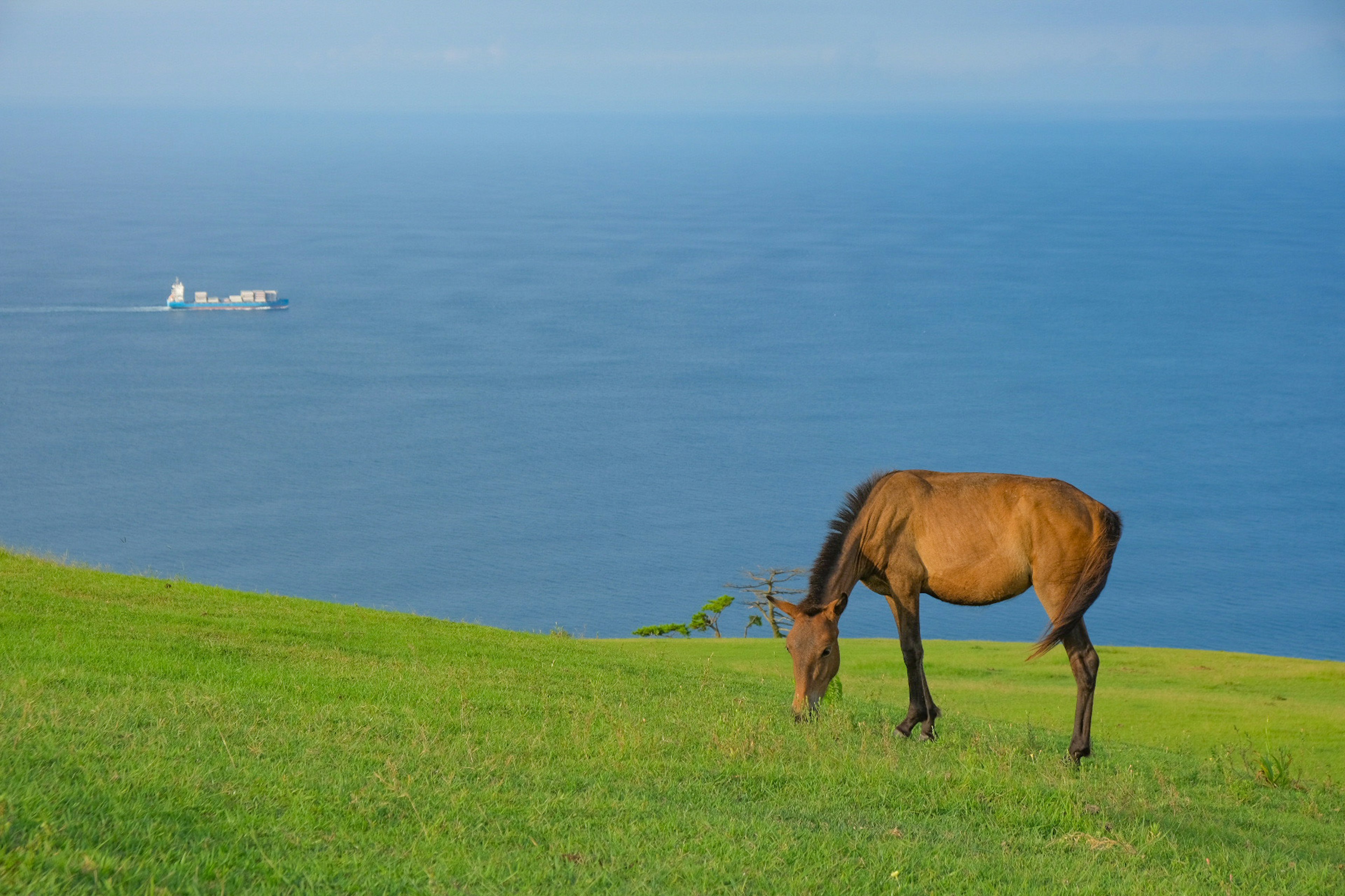 青い海を背景に草を食べる馬