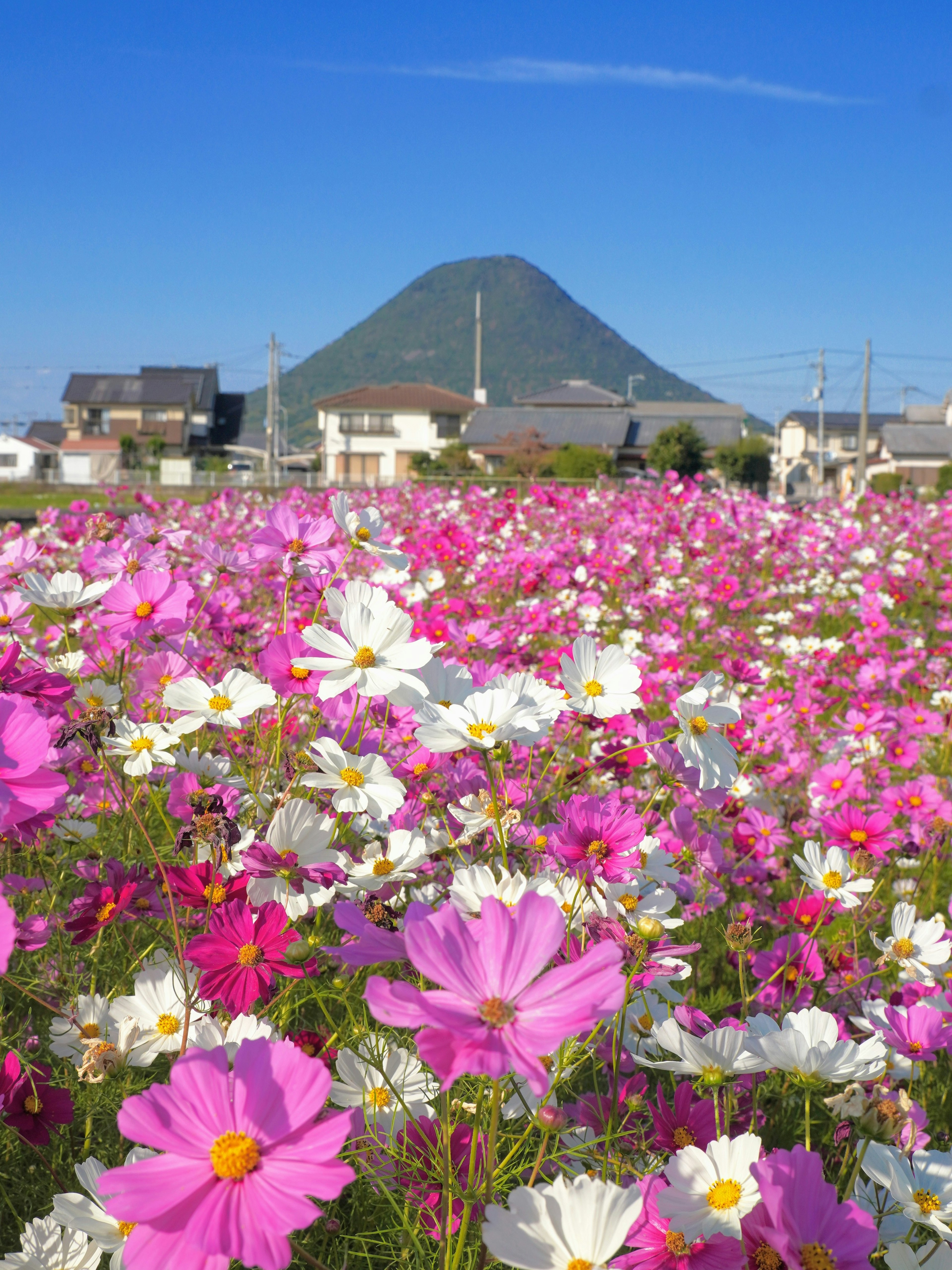 Campo de flores de cosmos coloridas con una montaña al fondo