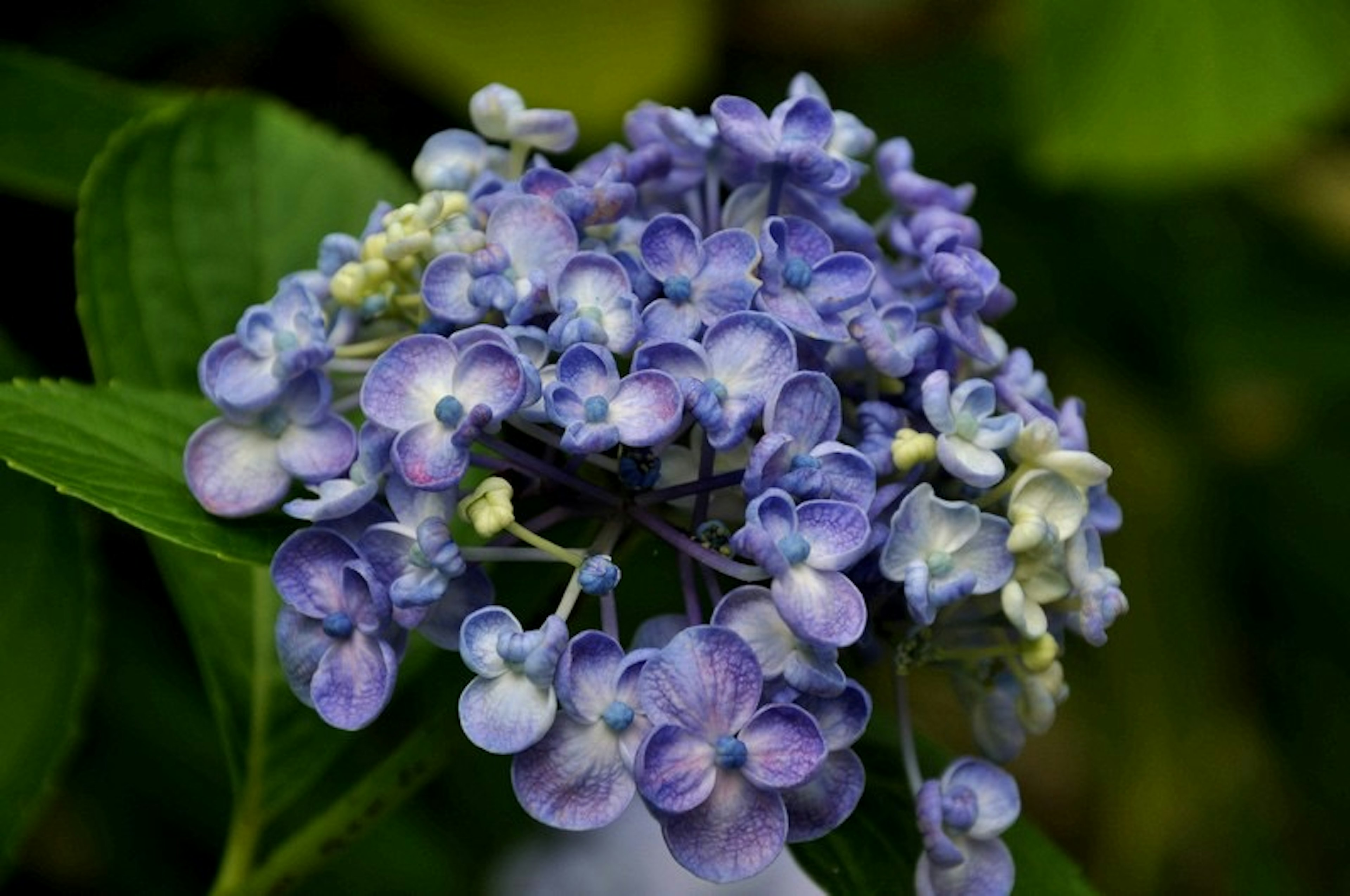 Groupe de fleurs violettes délicates avec des pétales