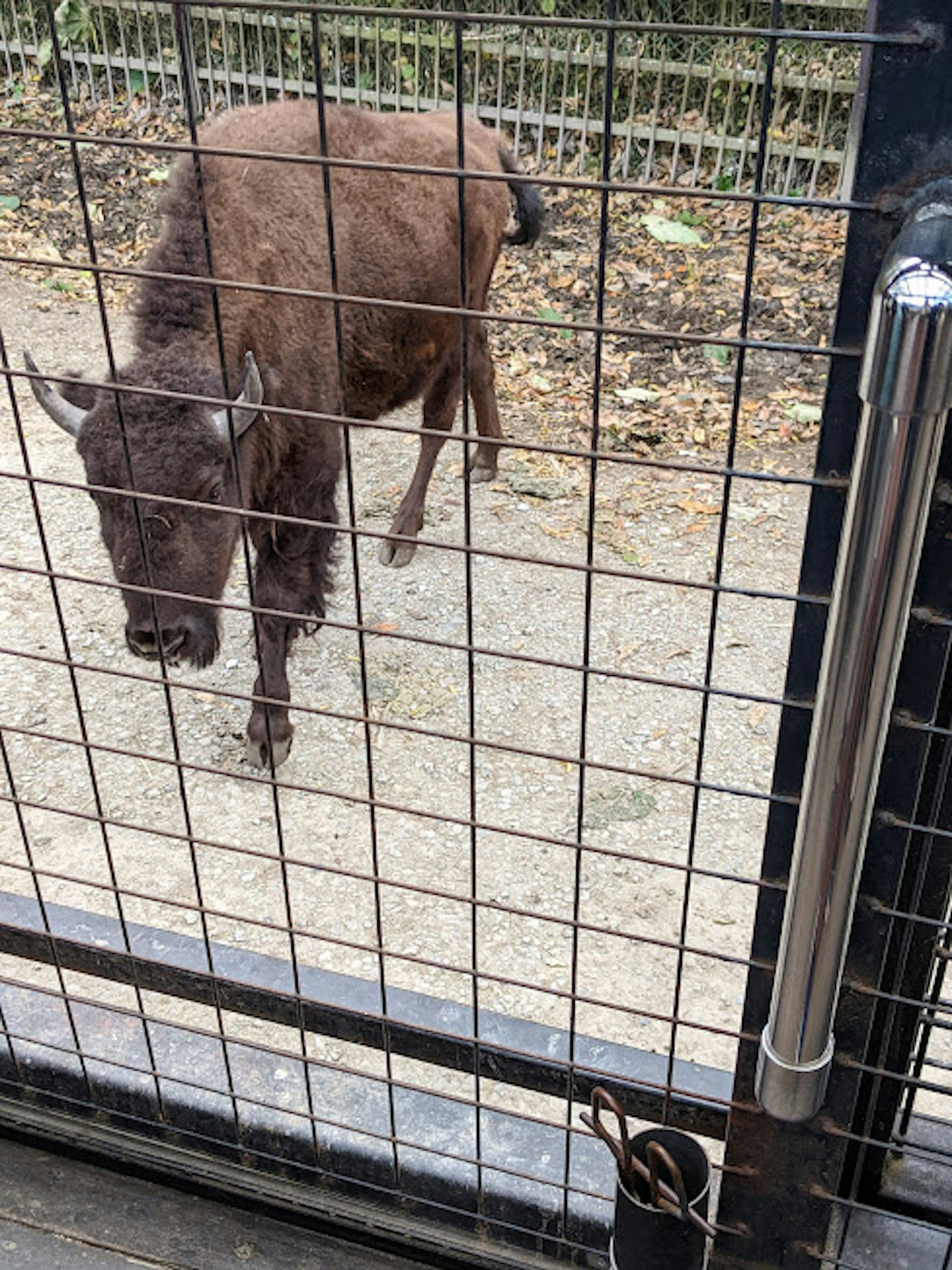 A brown bison walking inside a wire enclosure