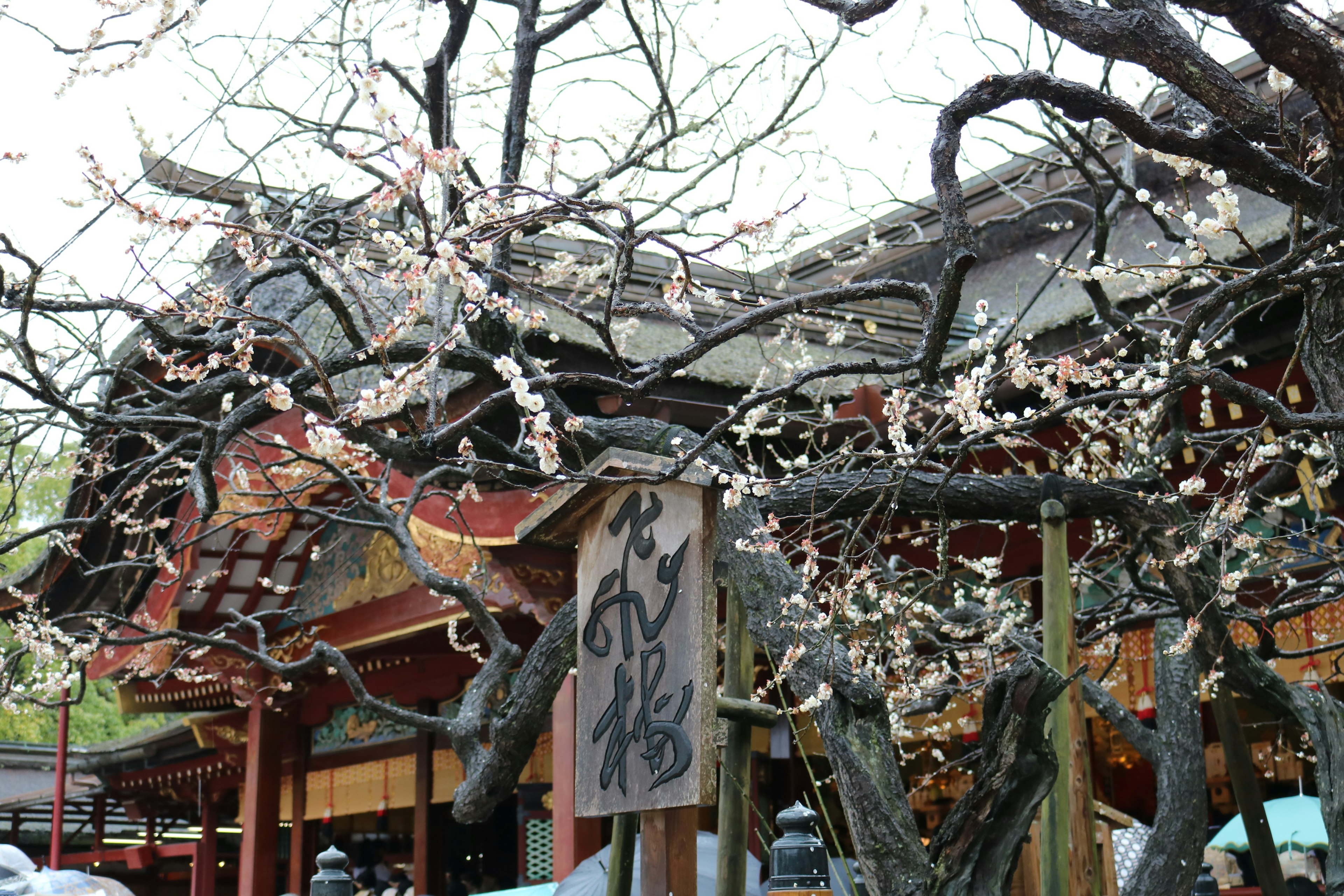 桜の花が咲いている木と伝統的な日本の建物がある風景