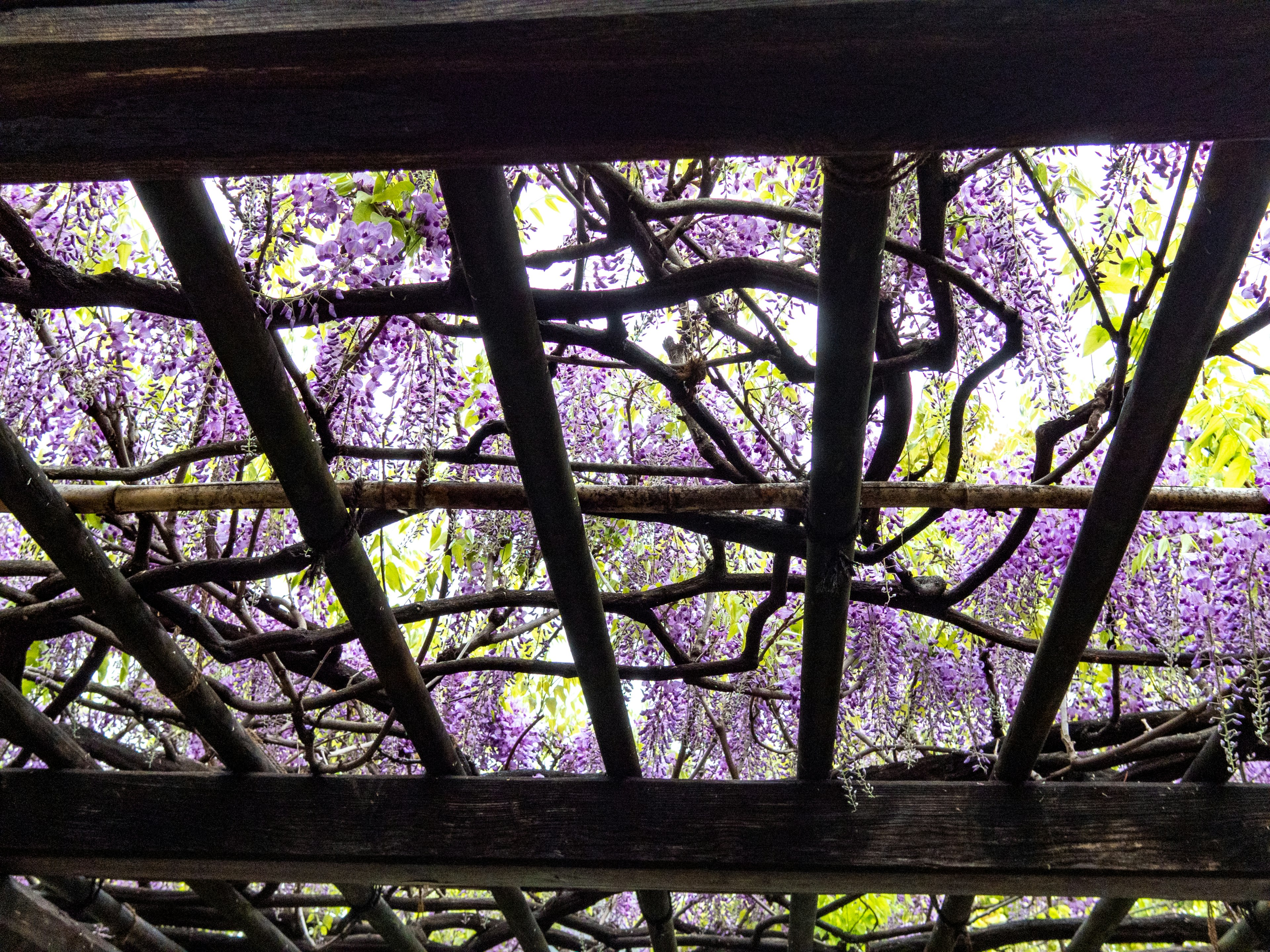 View from underneath a wooden lattice showcasing purple wisteria flowers