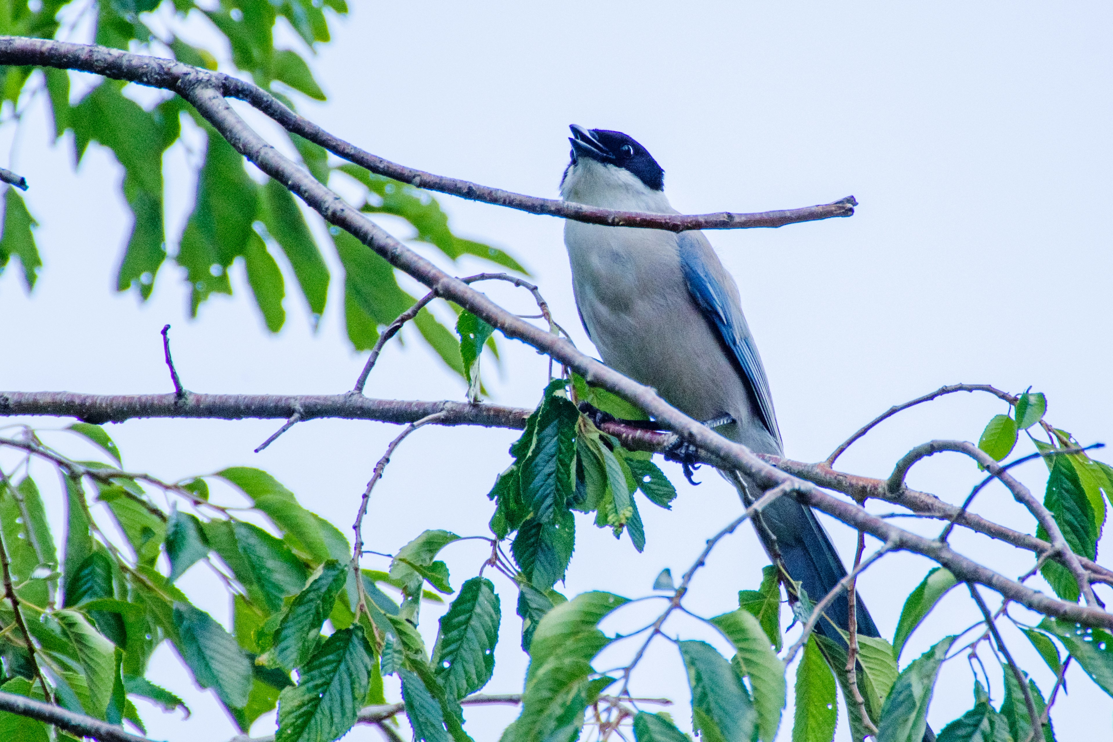 Bild eines blauen Vogels auf einem Ast