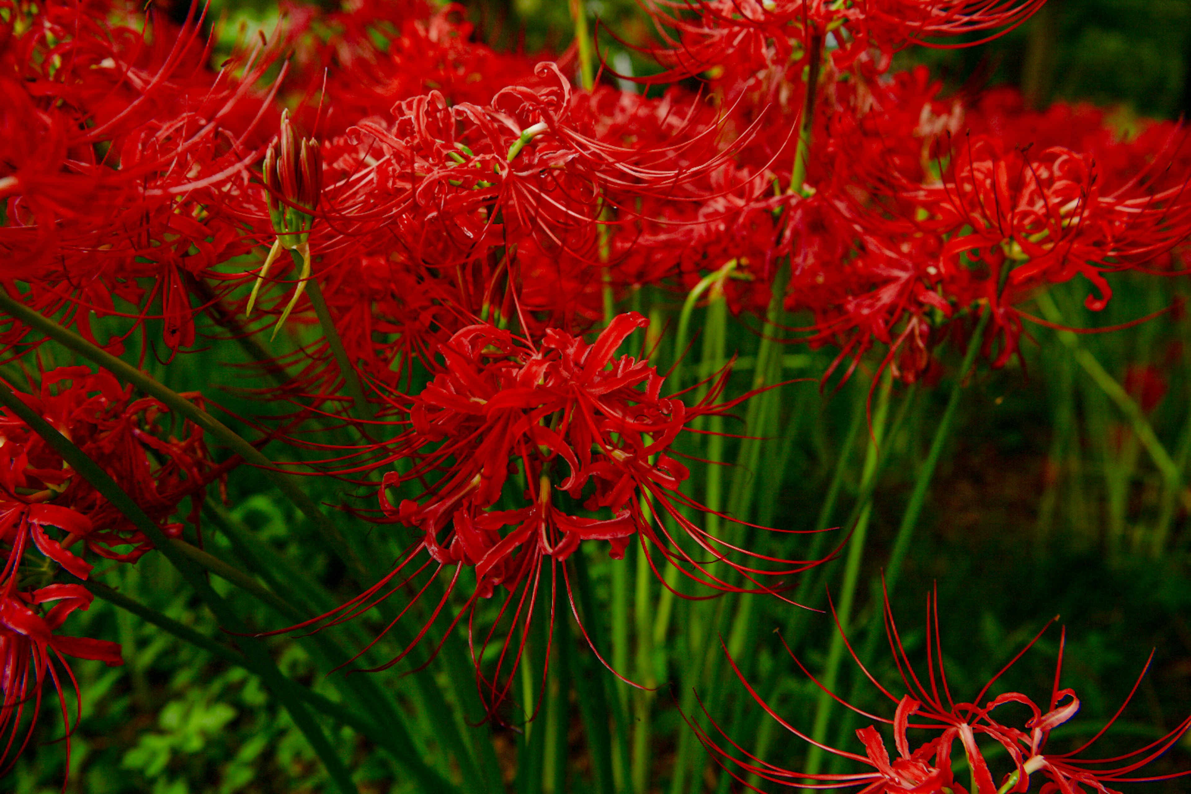 Vibrant scene of clusters of red spider lilies