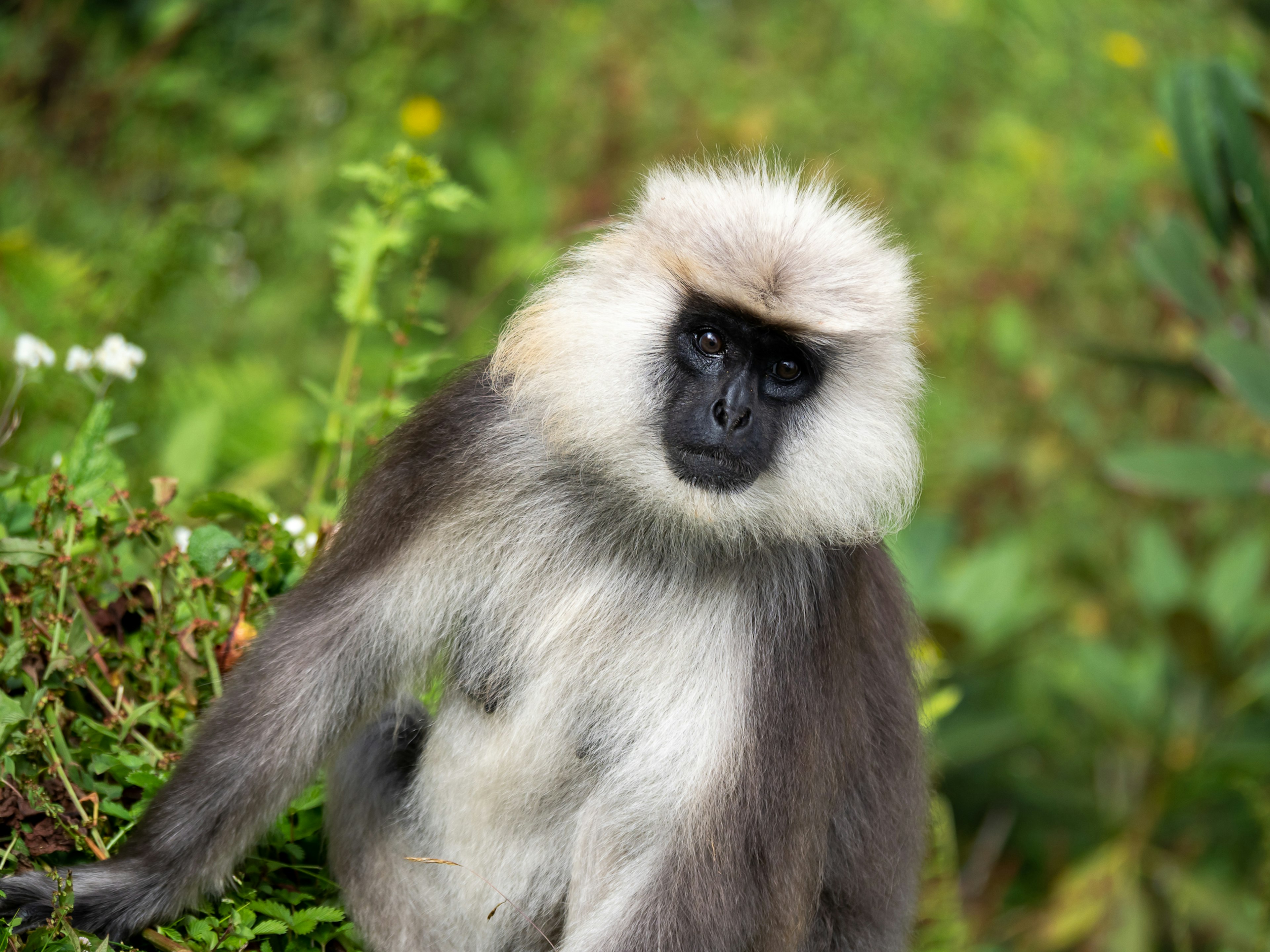 Un mono con pelaje hermoso posando contra un fondo verde