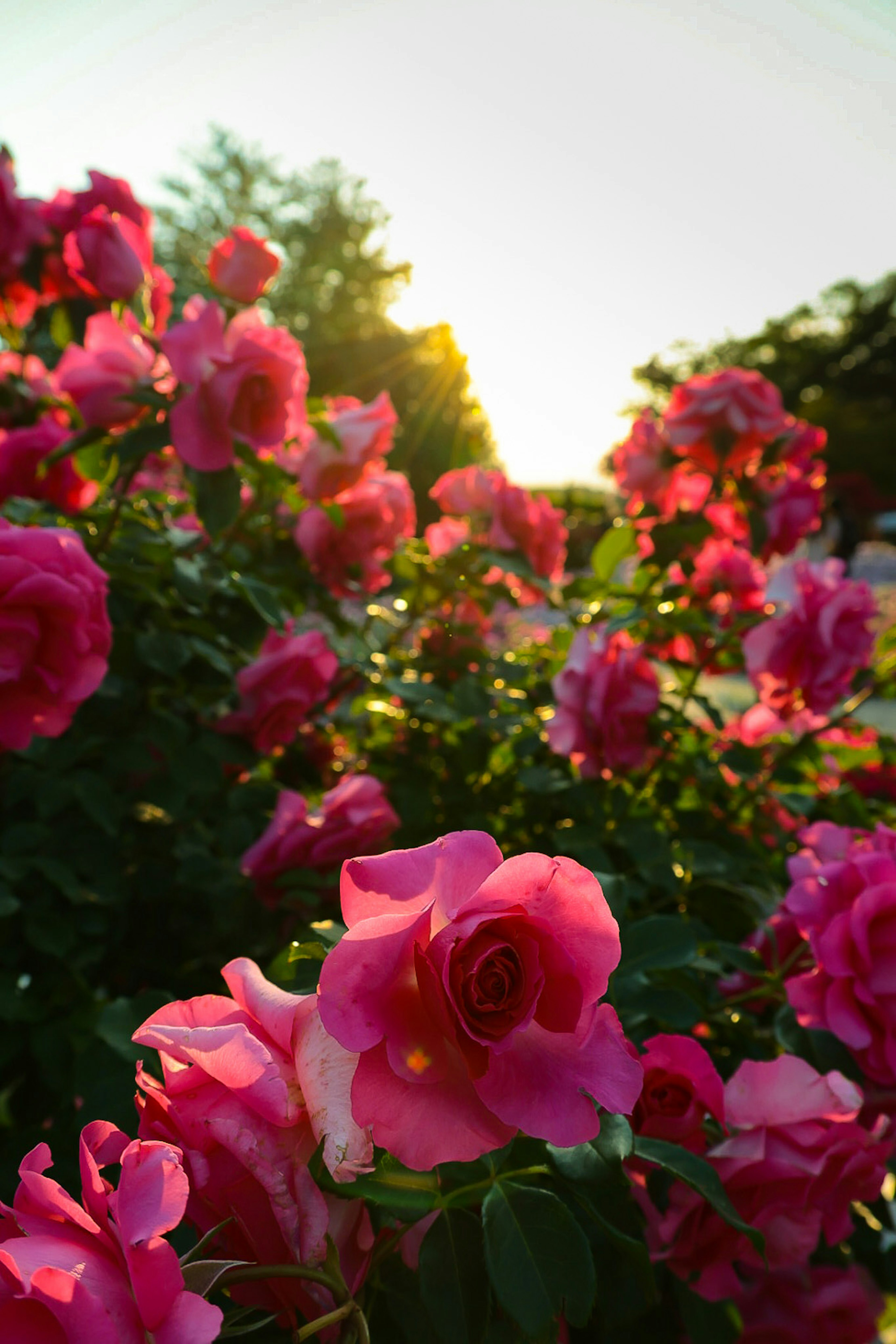 Close-up of pink roses blooming in sunlight