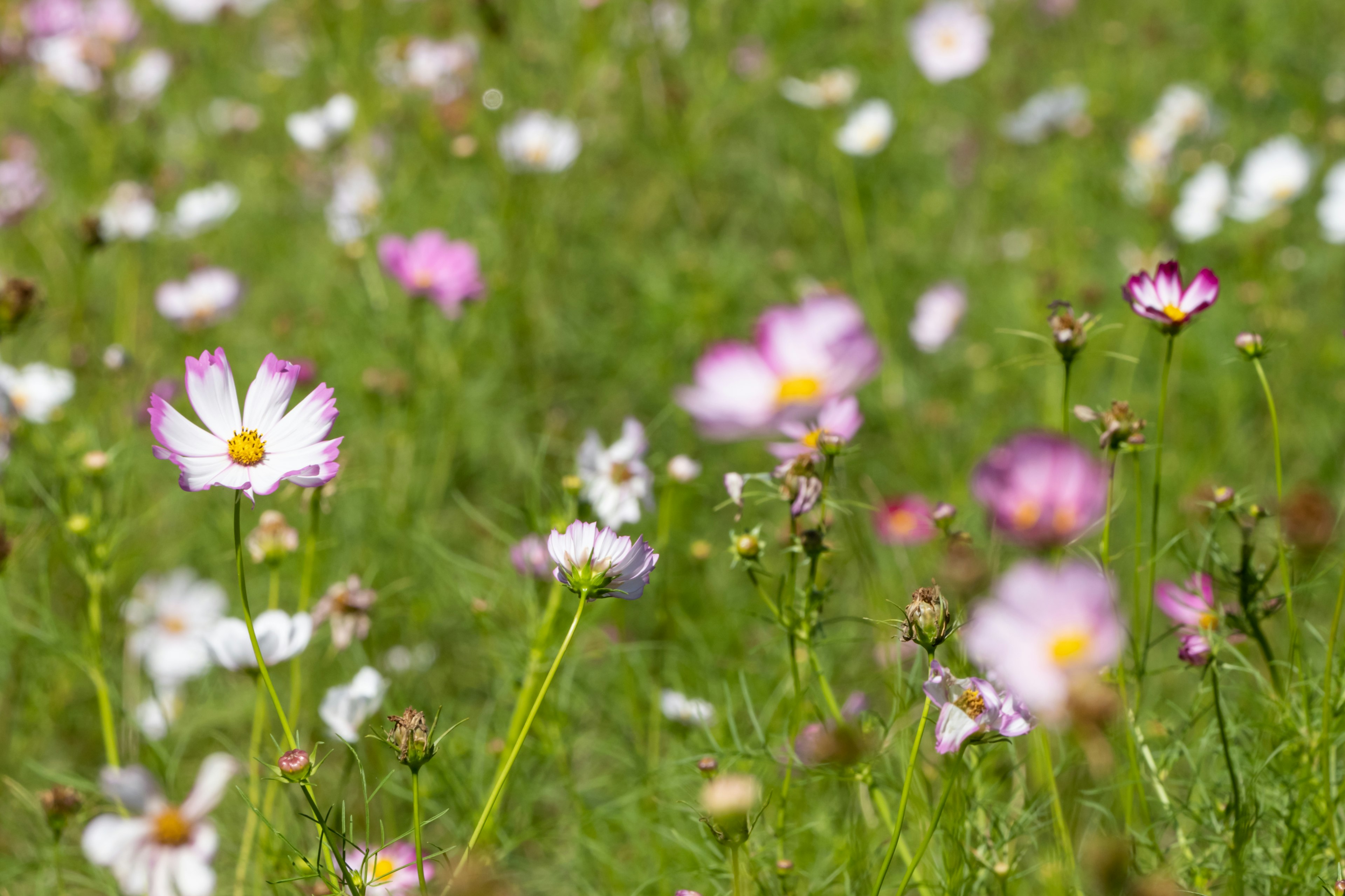 Cluster of pink and white flowers in a green meadow