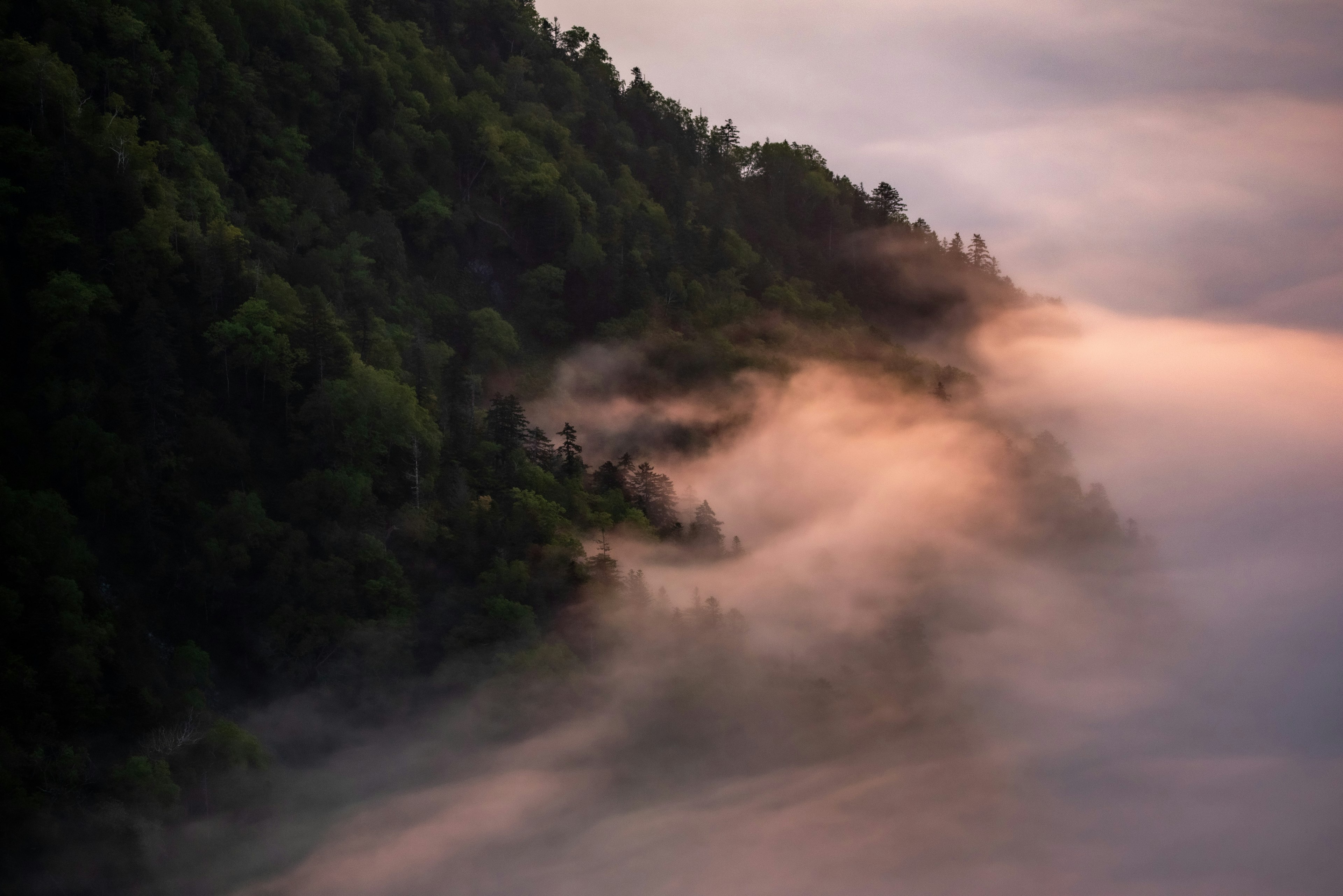 Misty forest landscape with soft light gradients