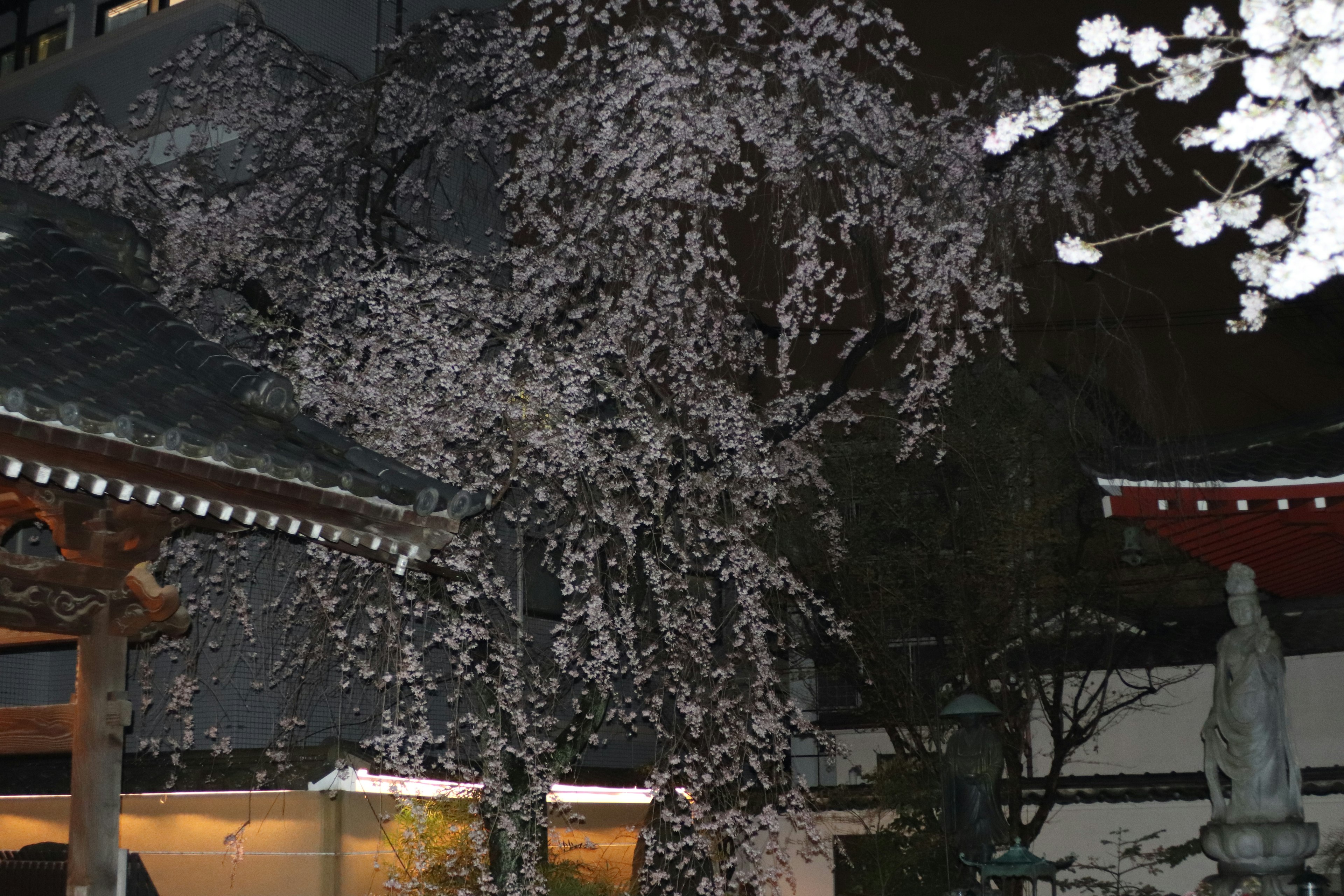 Nighttime view of a temple with cherry blossoms in full bloom beautiful white flowers cascading from branches