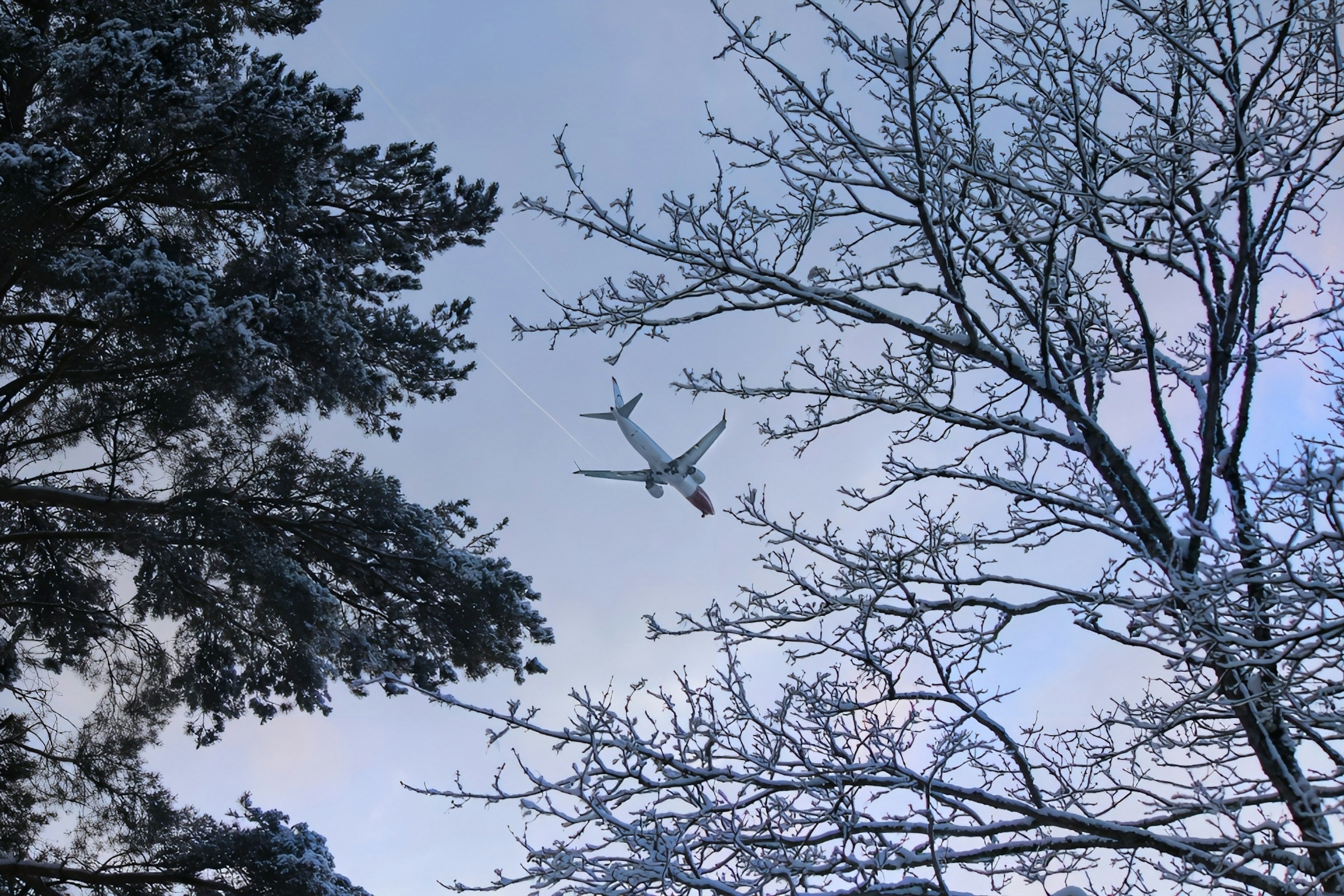 An airplane flying between snow-covered trees