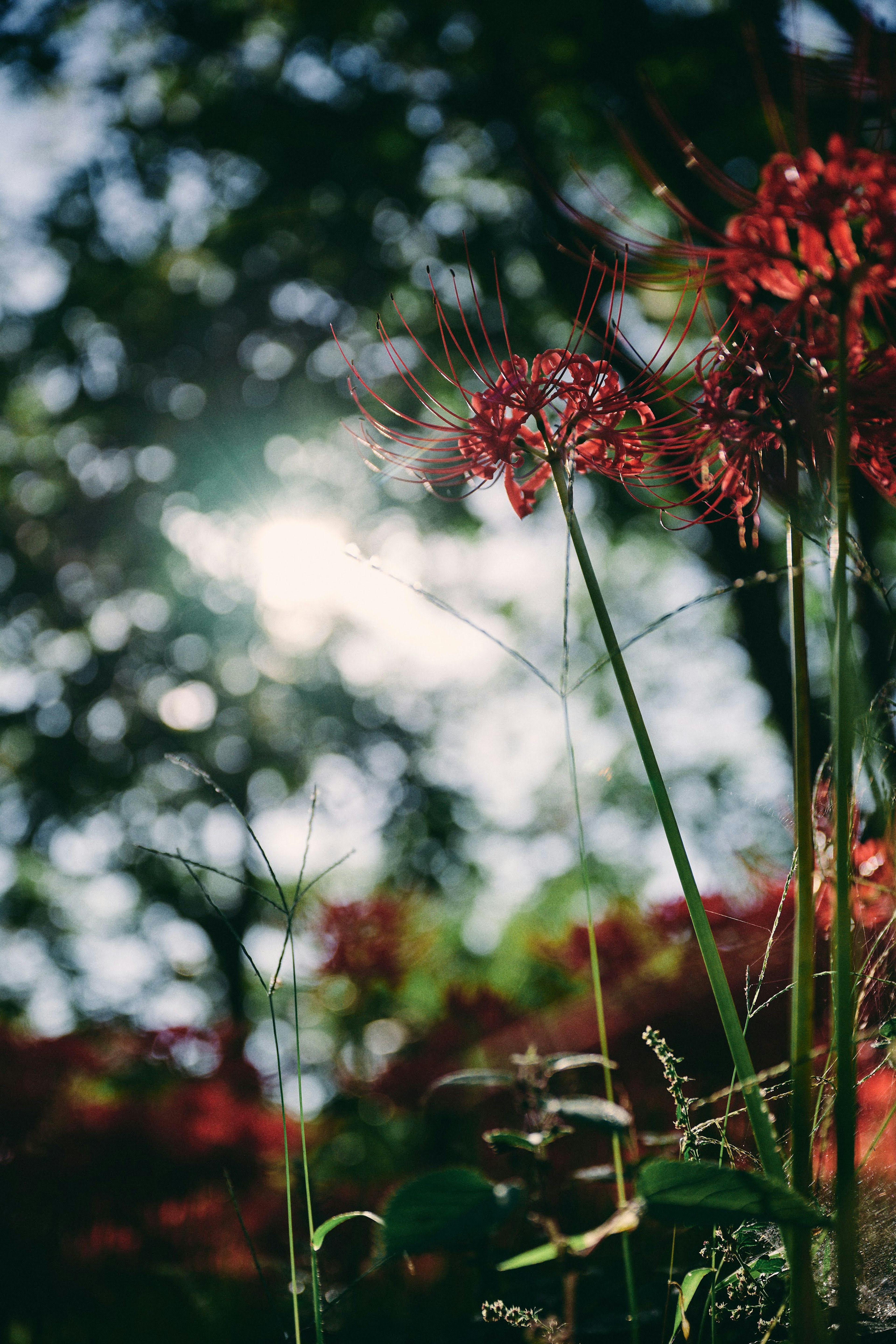 Flores rojas con un fondo verde borroso