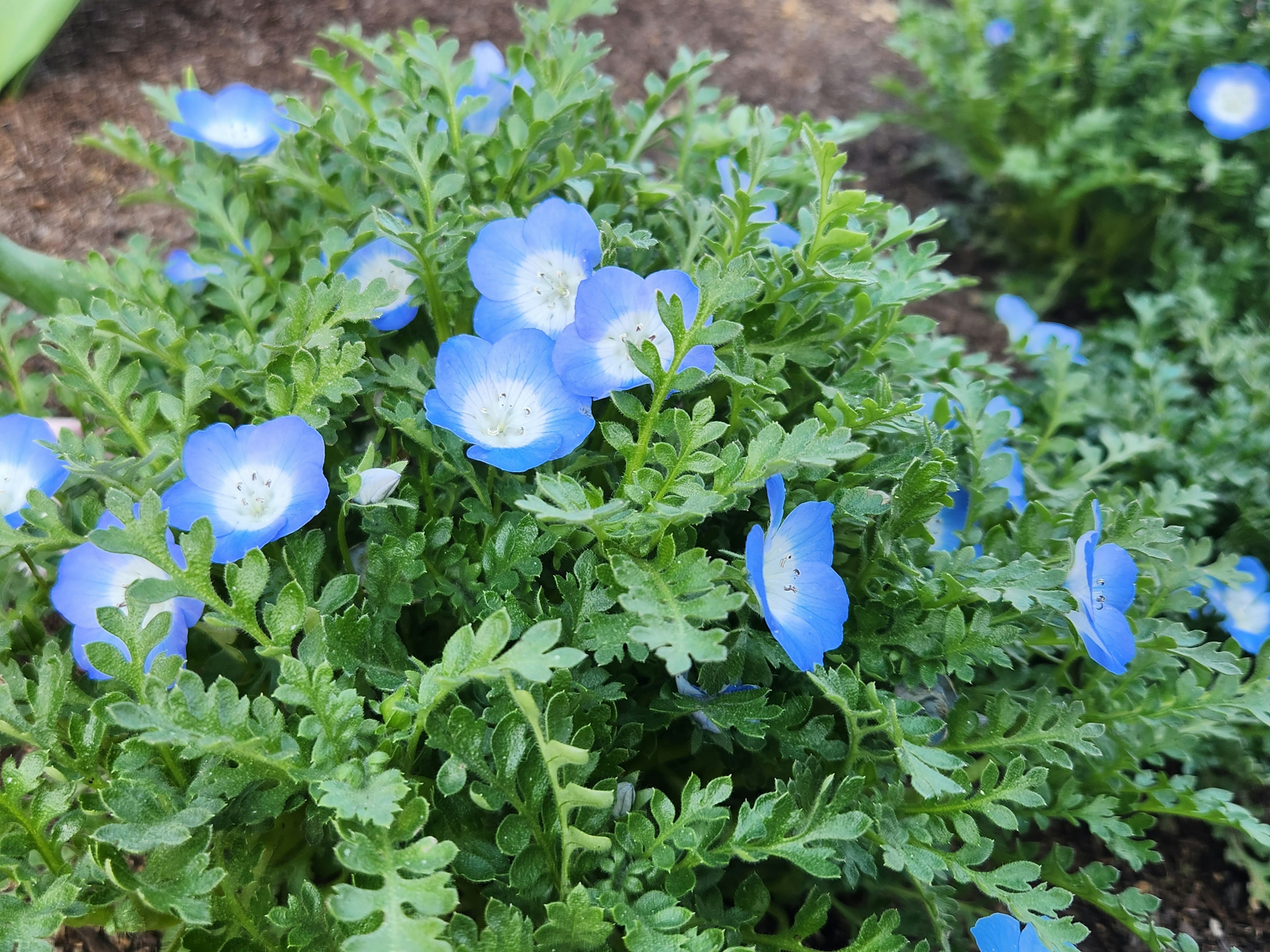 Close-up tanaman dengan bunga biru dan daun hijau