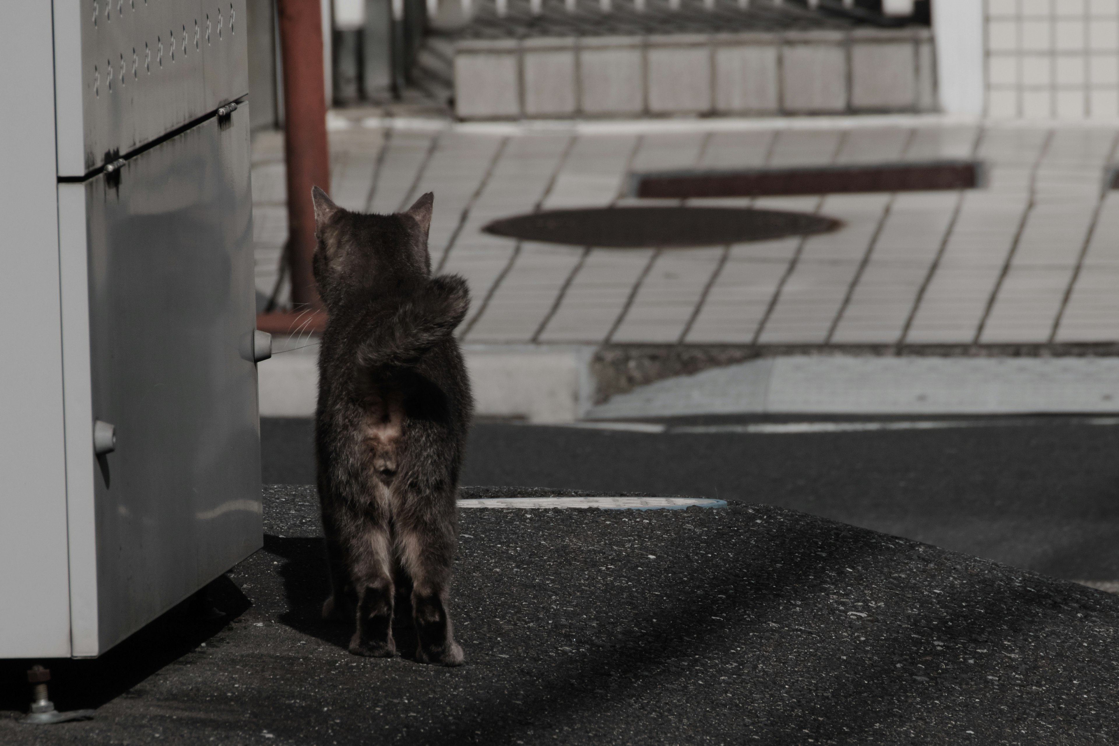 Un gatto che cammina via in un contesto urbano