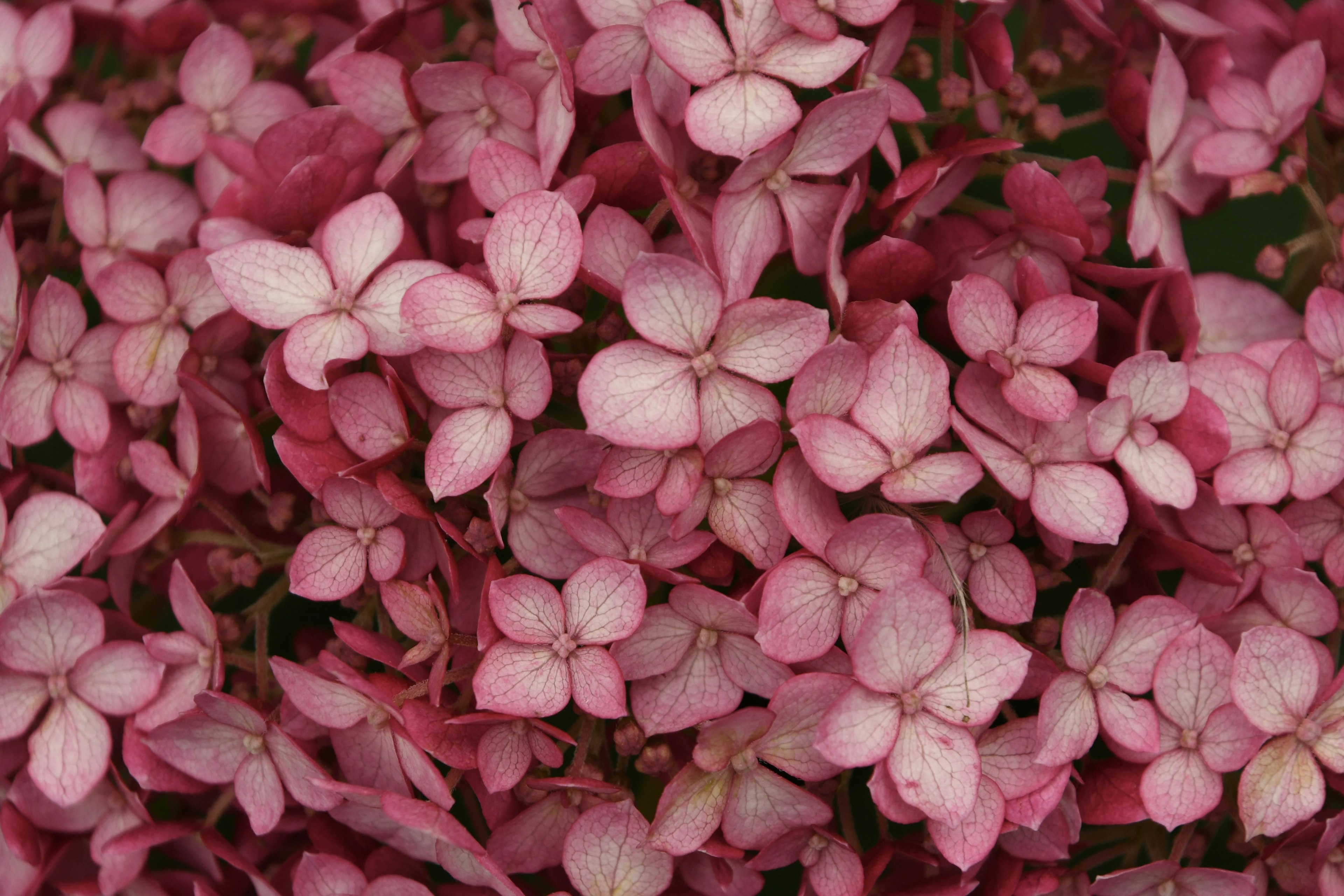 Dense clusters of pale pink flowers in bloom