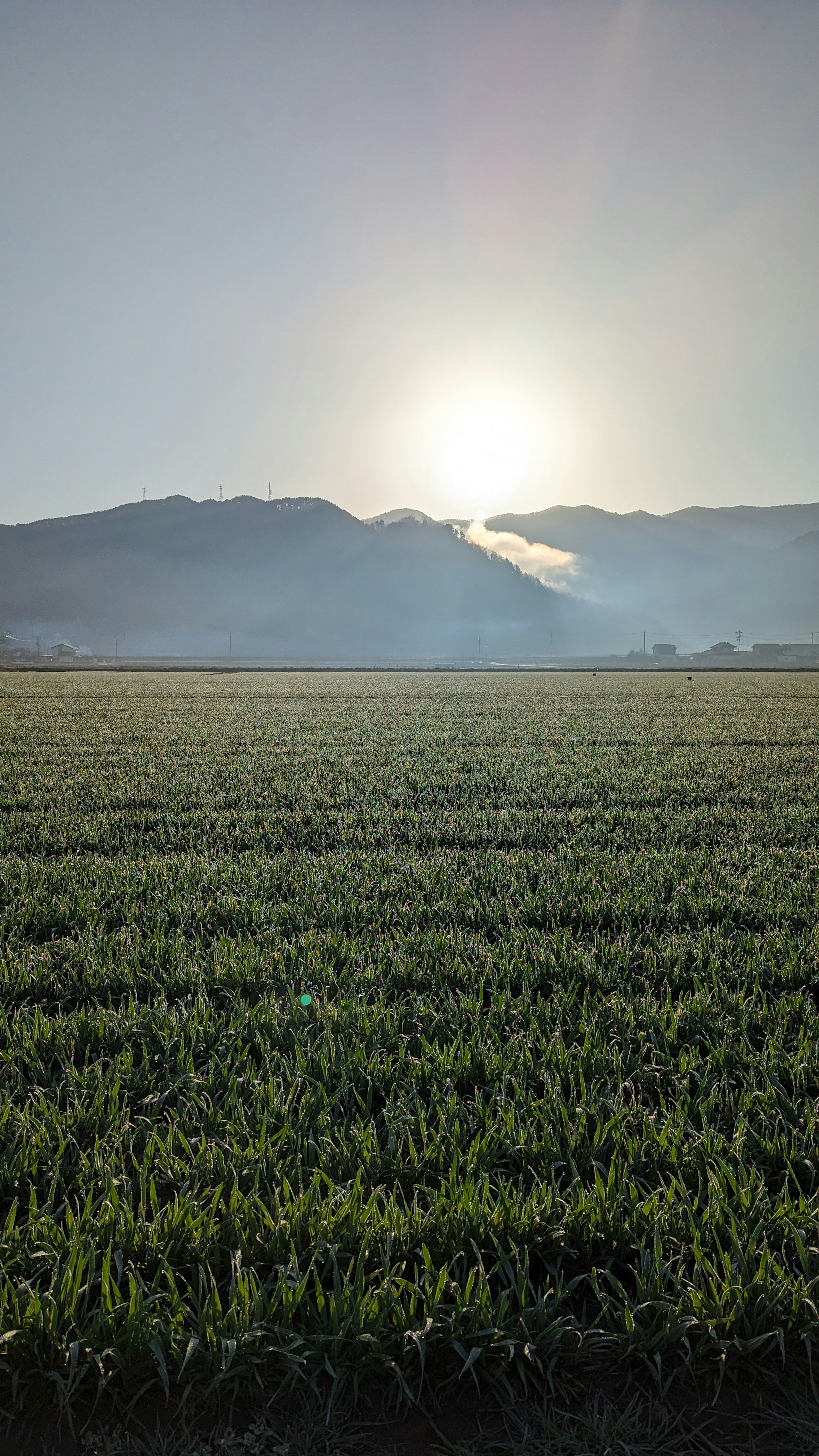 青々とした田畑と山々の背景に昇る太陽