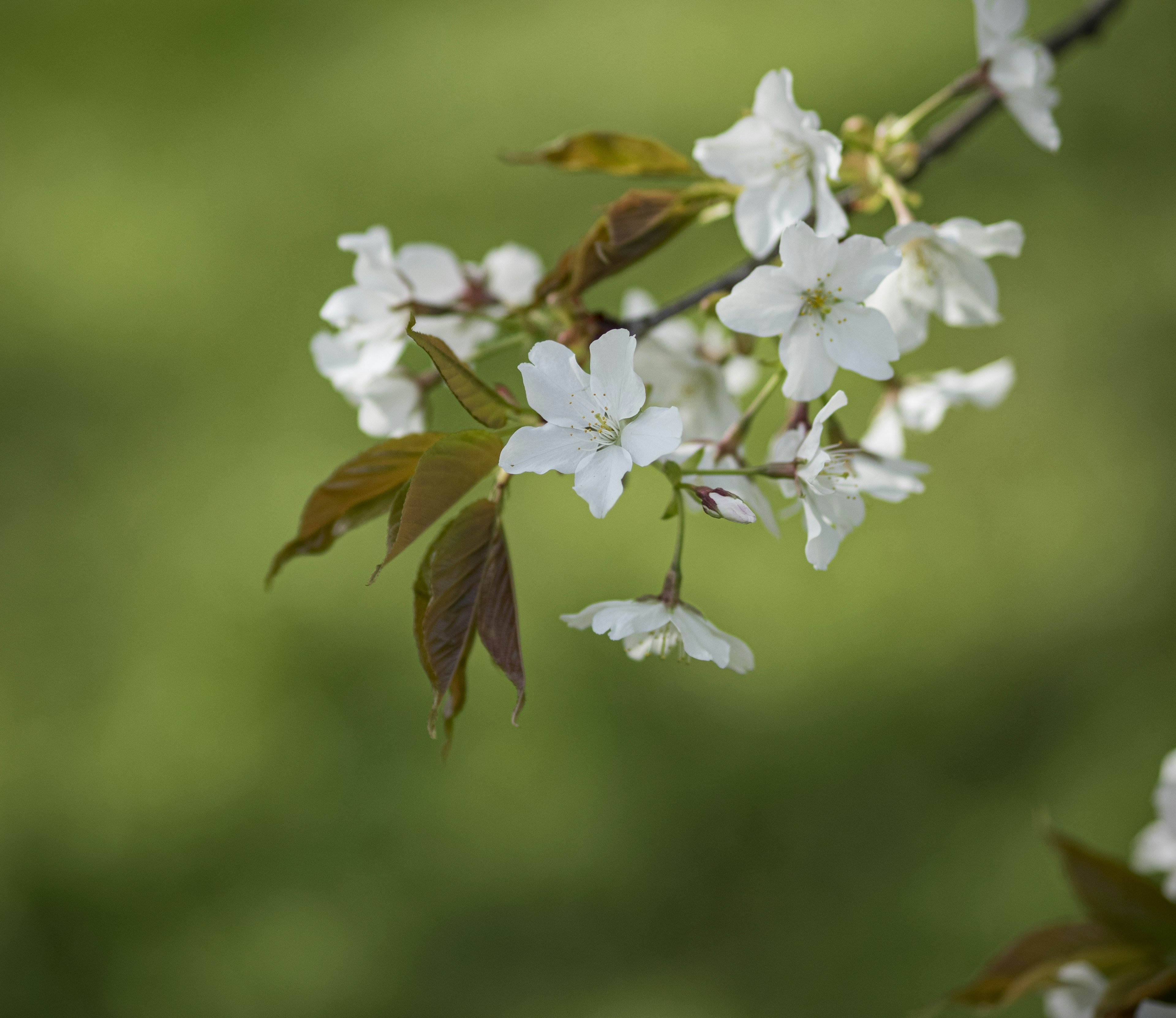 Zweig mit Kirschblüten und weißen Blüten vor grünem Hintergrund