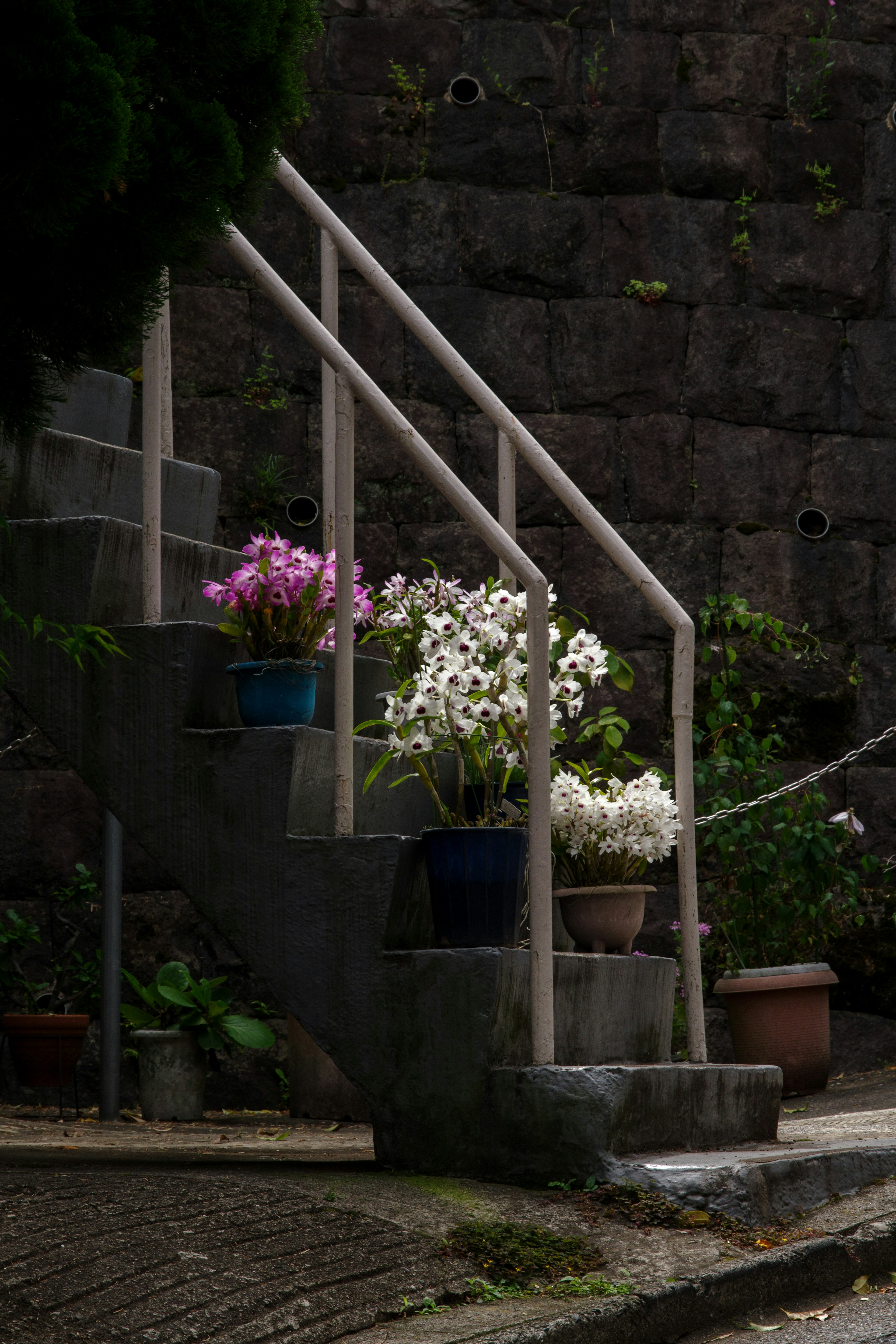 Eine Ansicht von Blumenkübeln auf den Stufen einer Treppe