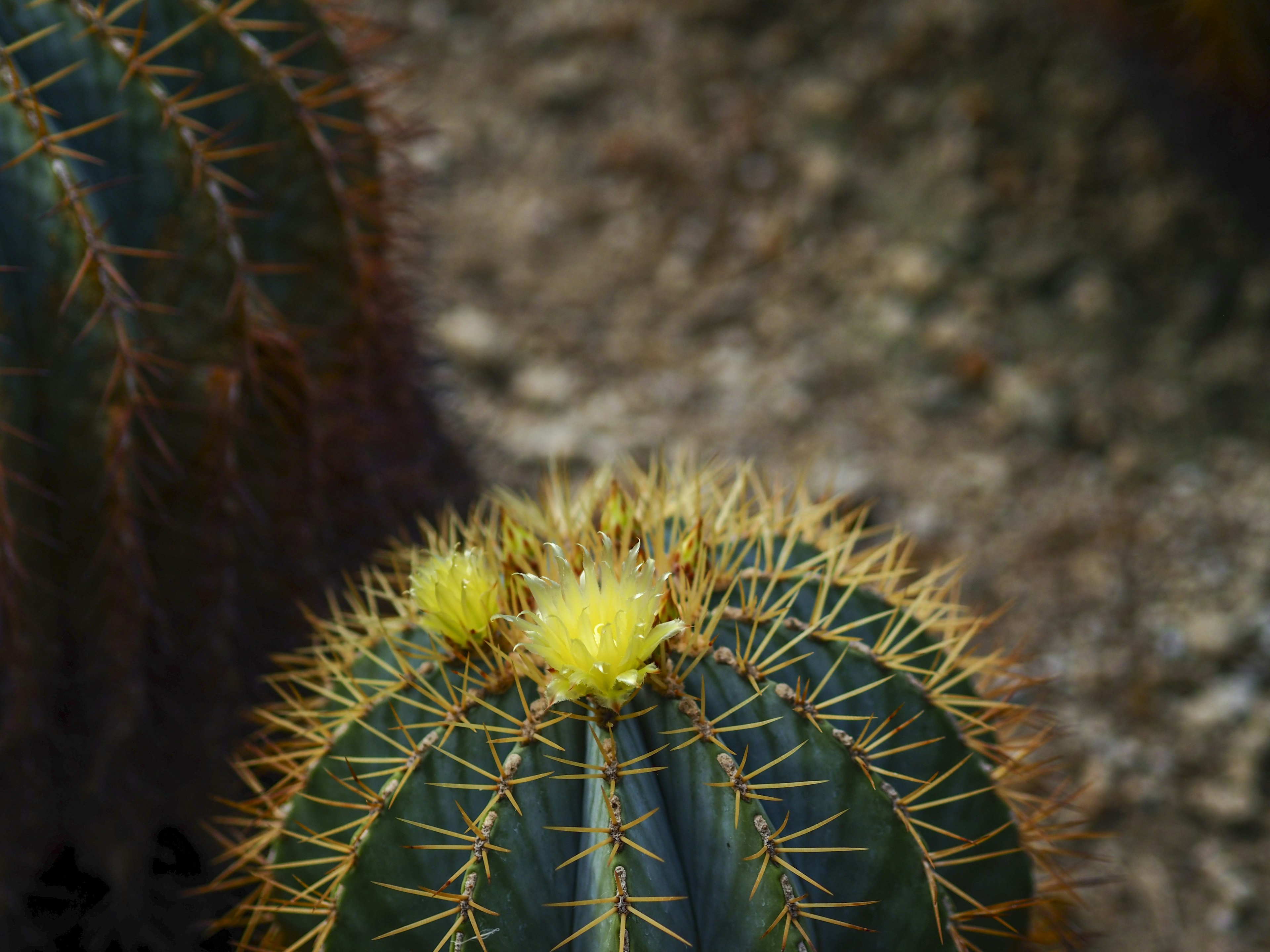 Cactus con flores amarillas y espinas afiladas