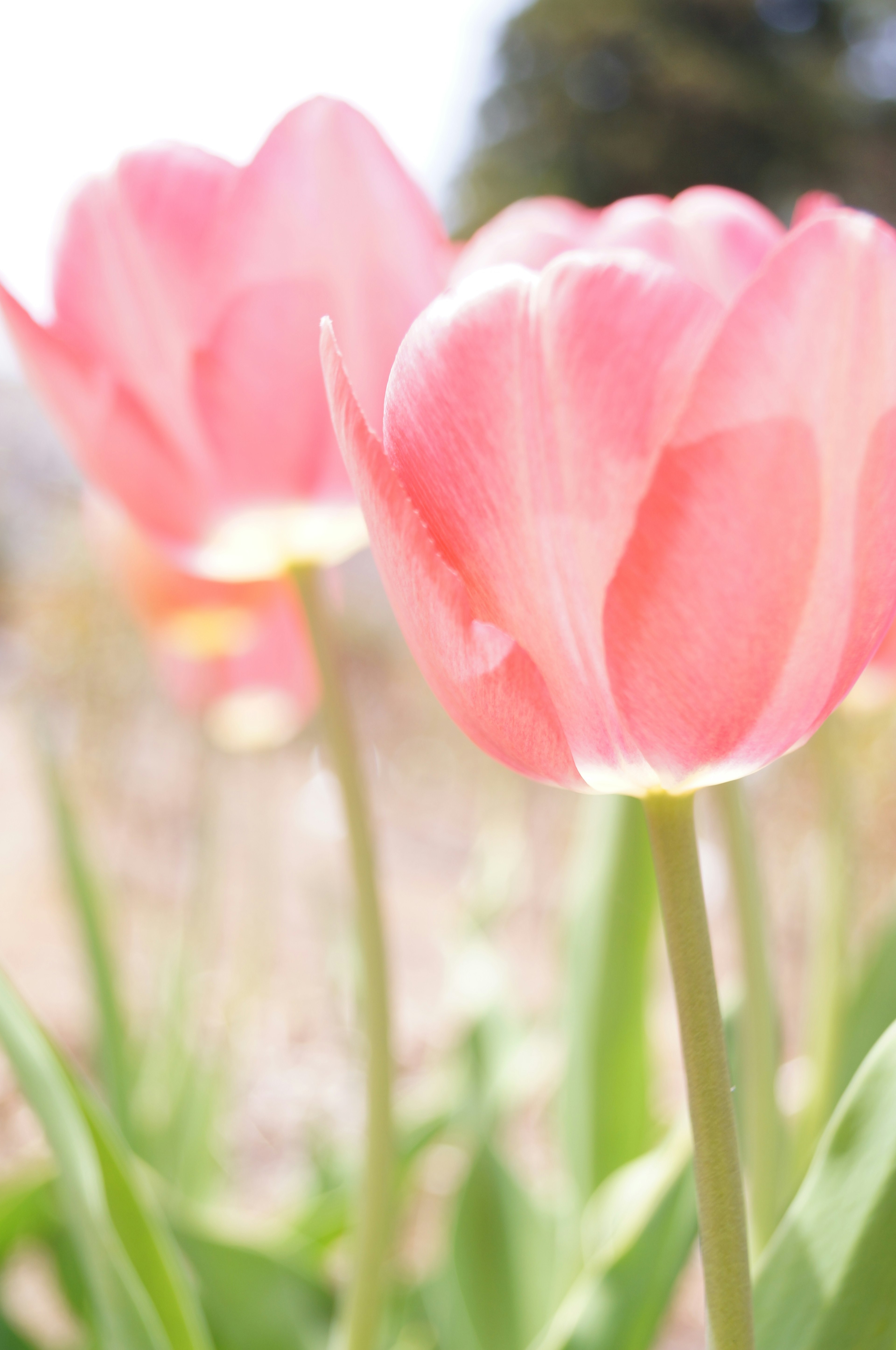 Tulipanes rosas floreciendo en un campo soleado