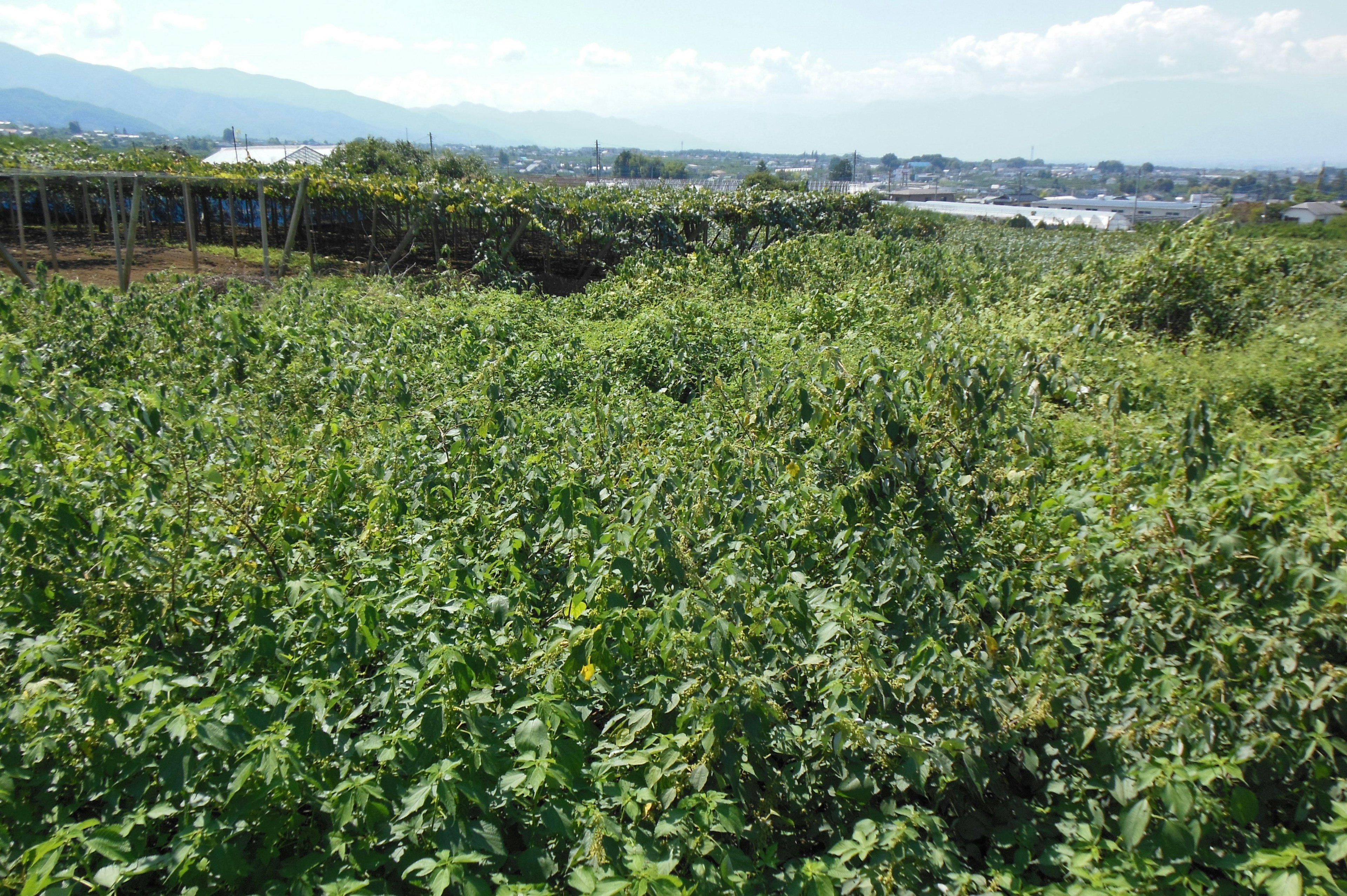 Lush green plants covering a farmland landscape