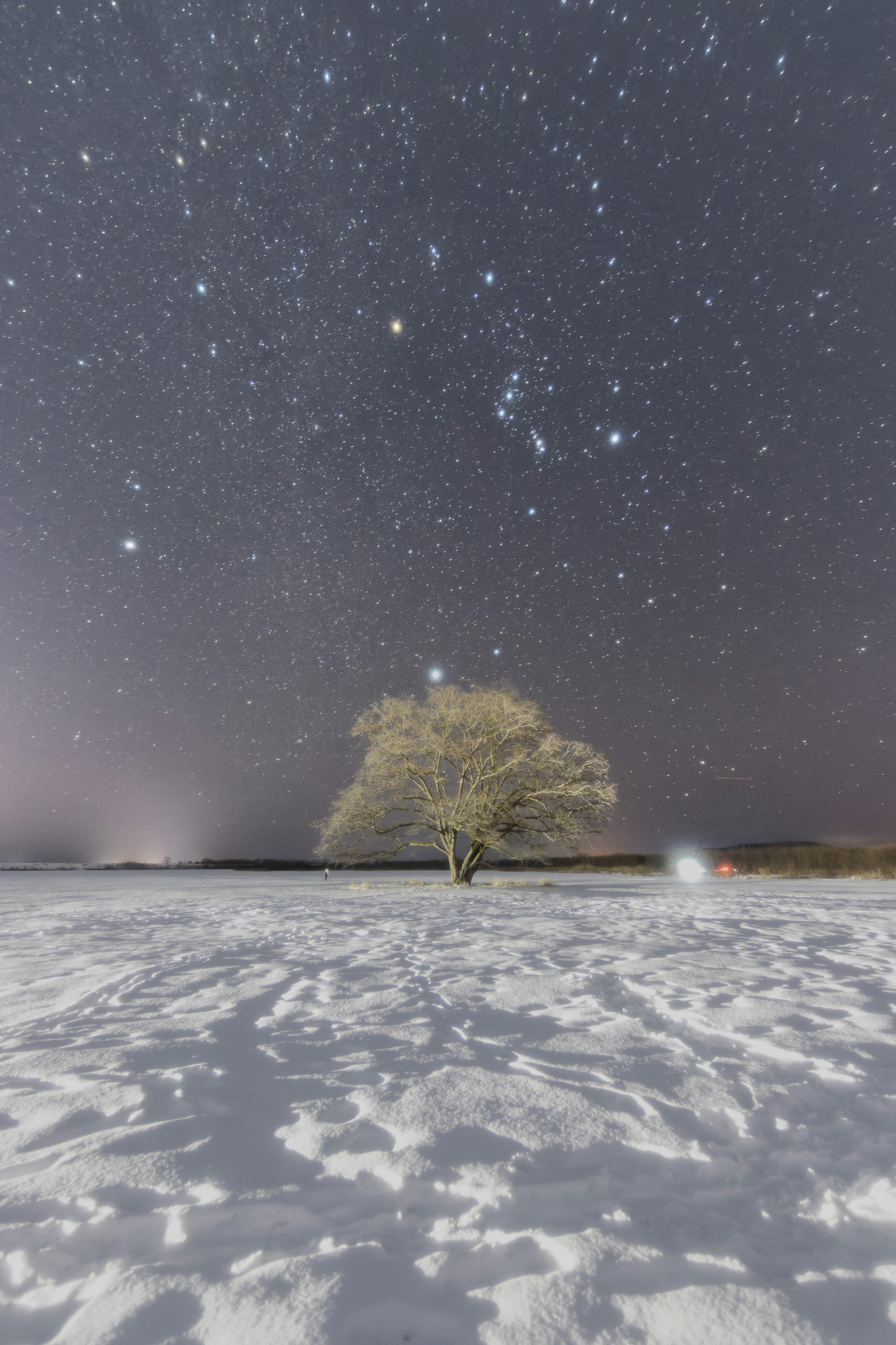 雪に覆われた大地に立つ木と星空の風景