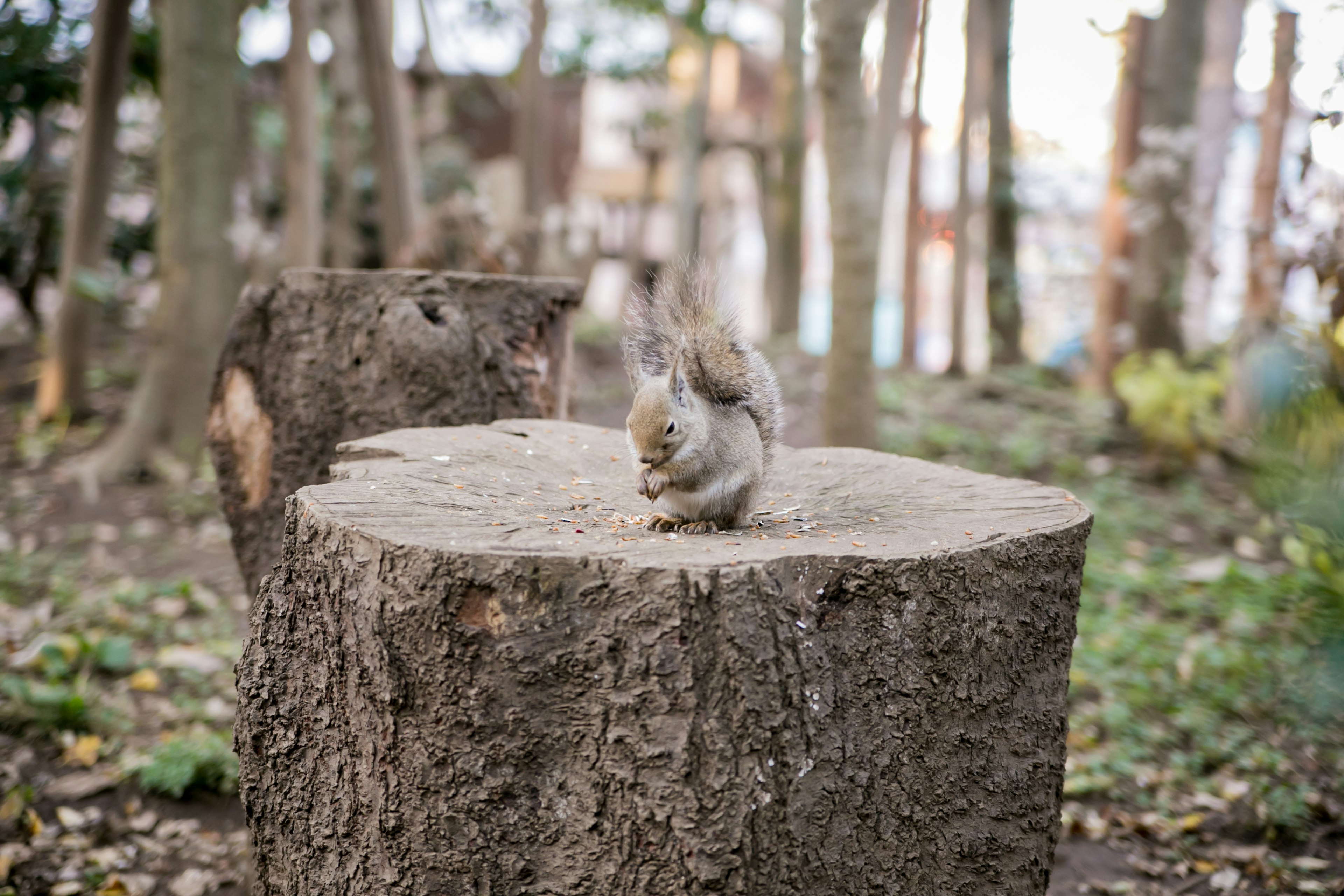 Scoiattolo su un ceppo d'albero in un ambiente forestale naturale