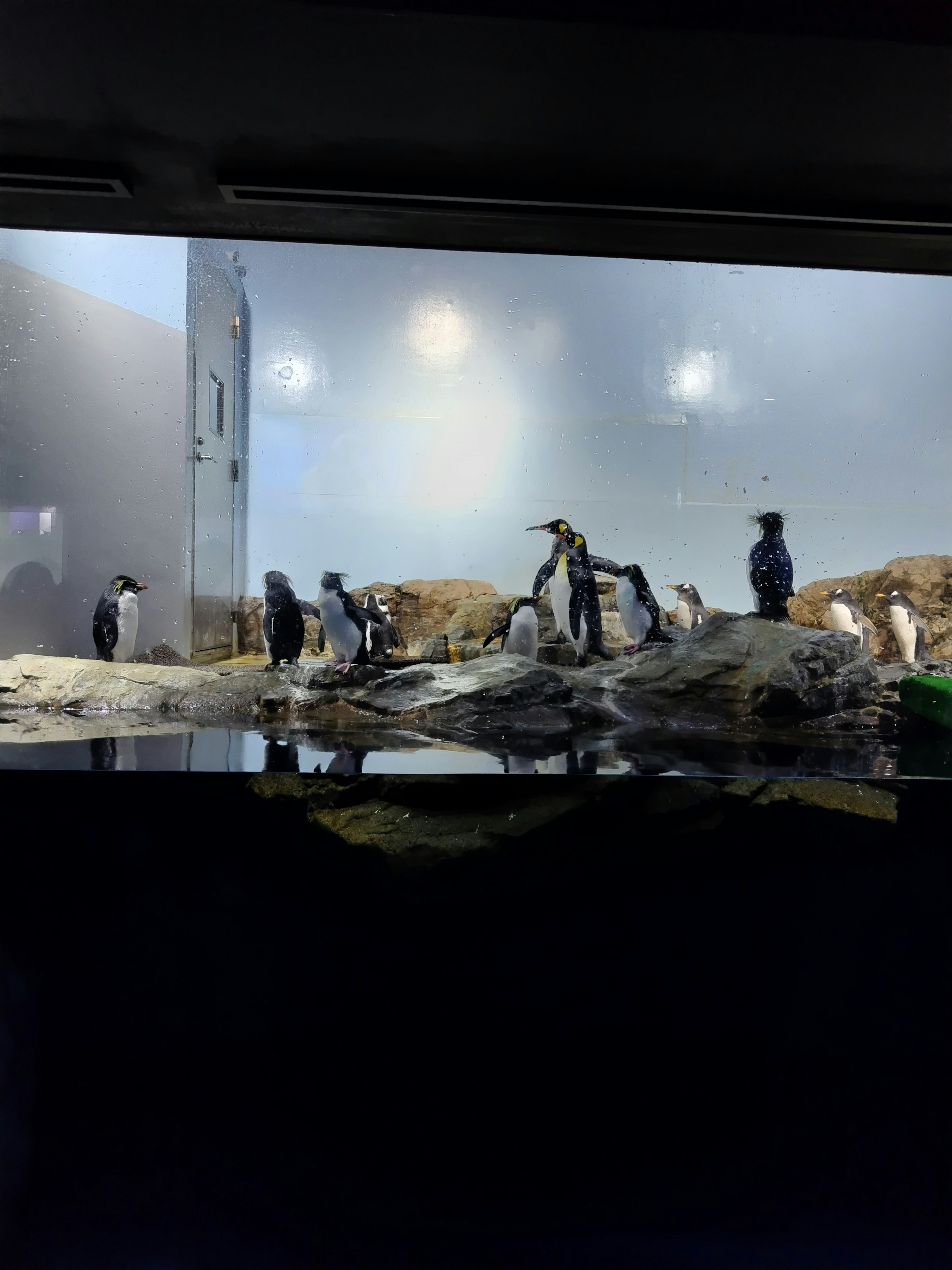 Penguins standing and swimming on rocks in an aquarium display