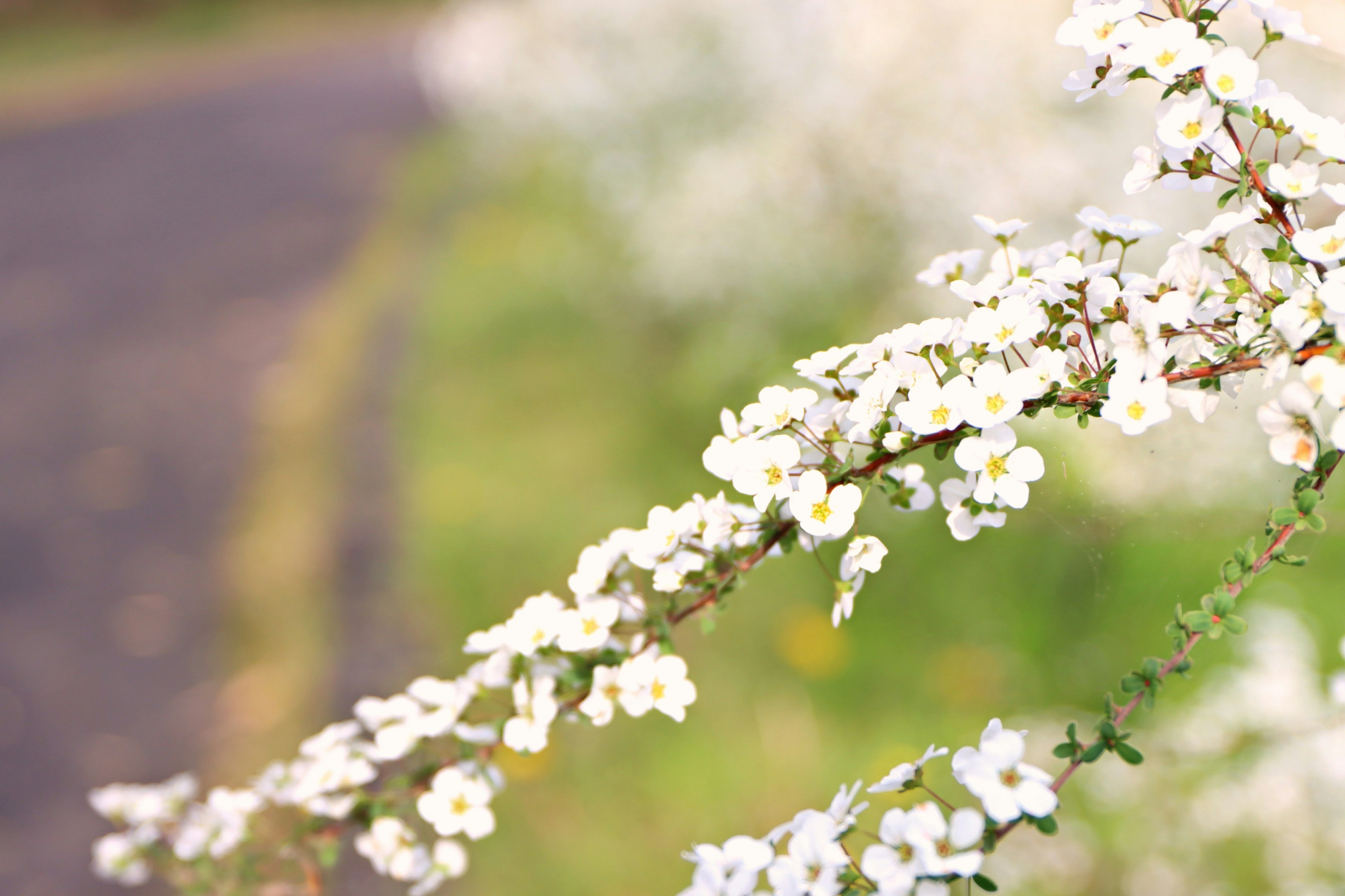 Zweig mit weißen Blumen vor grünem Hintergrund und verschwommener Straße