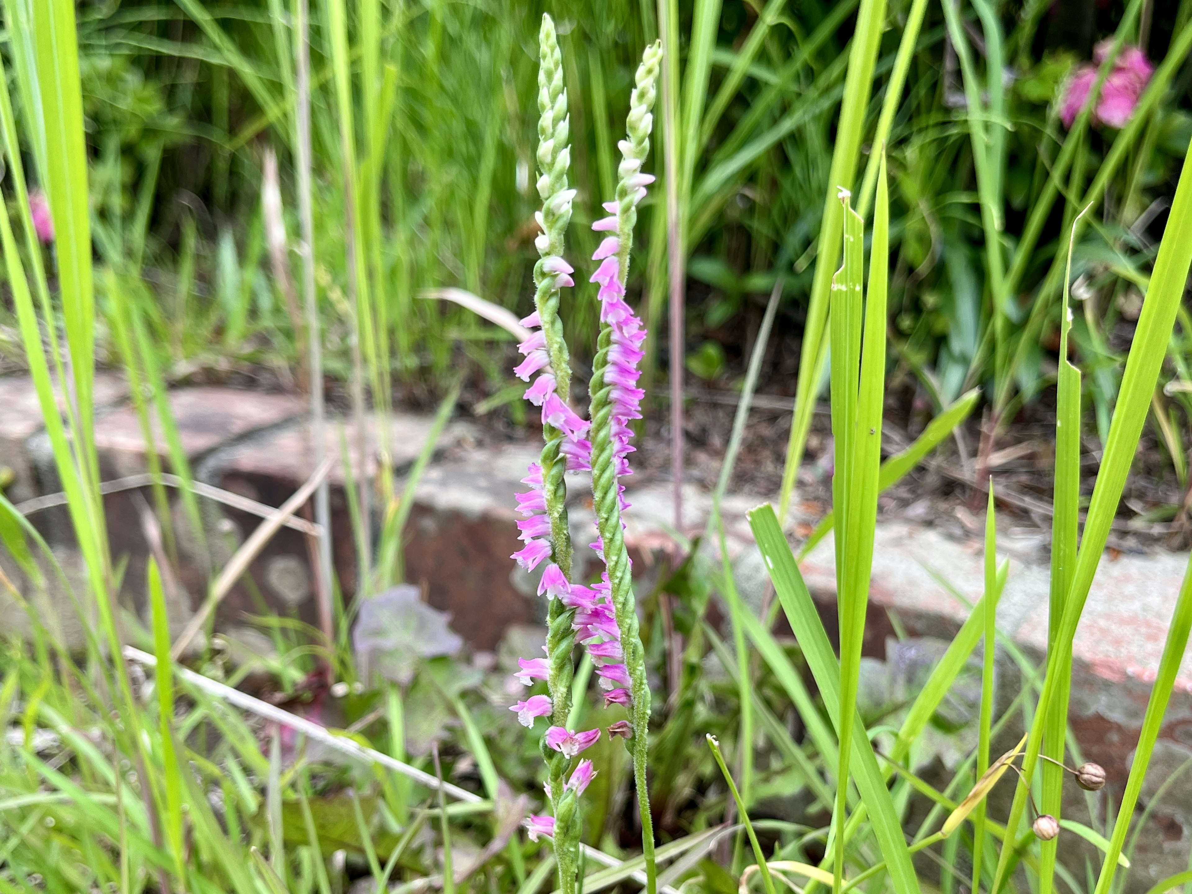 緑の草の中に咲くピンクの花が特徴的な植物