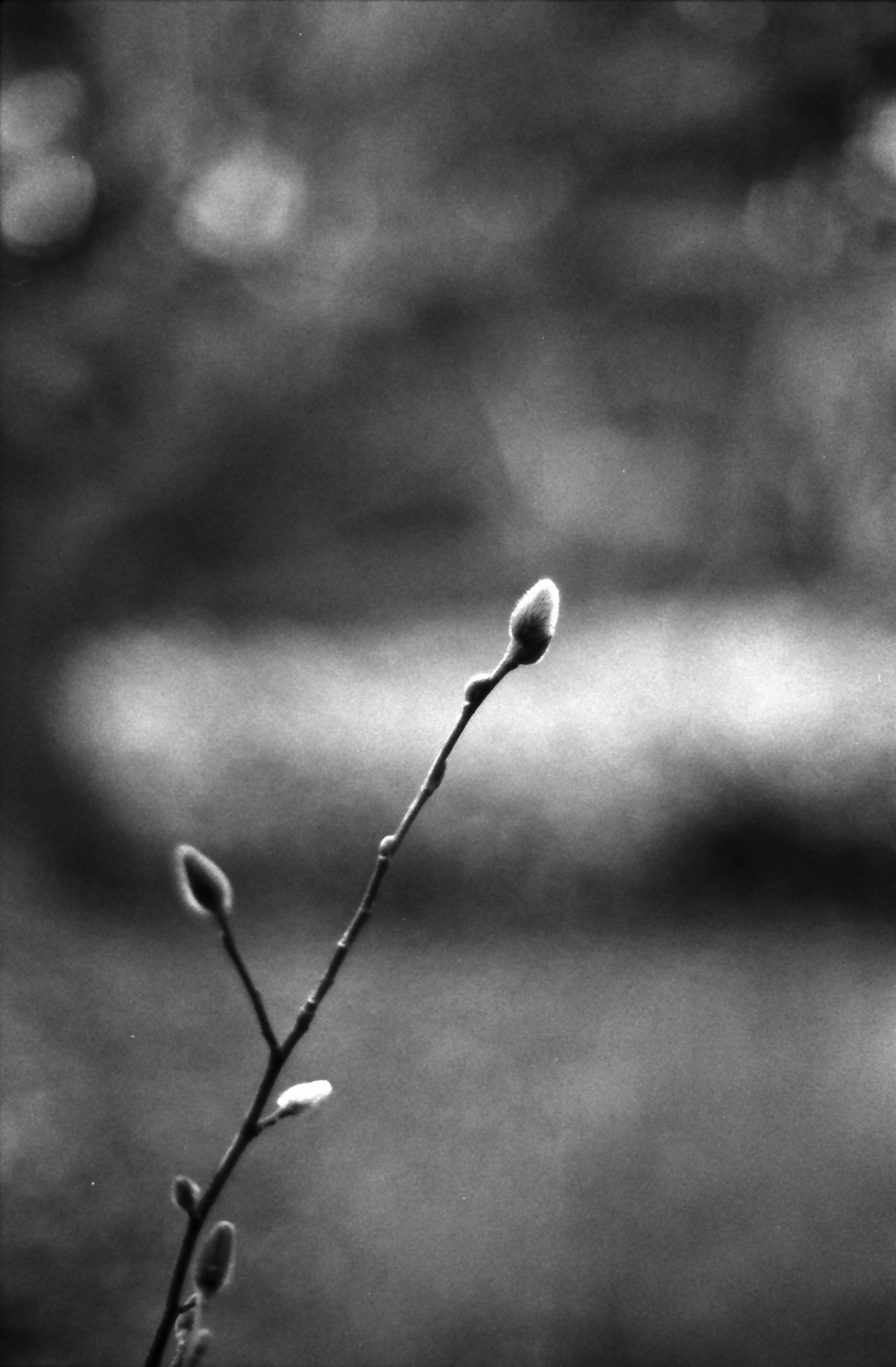 Nahaufnahme eines Zweigs mit Knospen vor einem monochromen Hintergrund