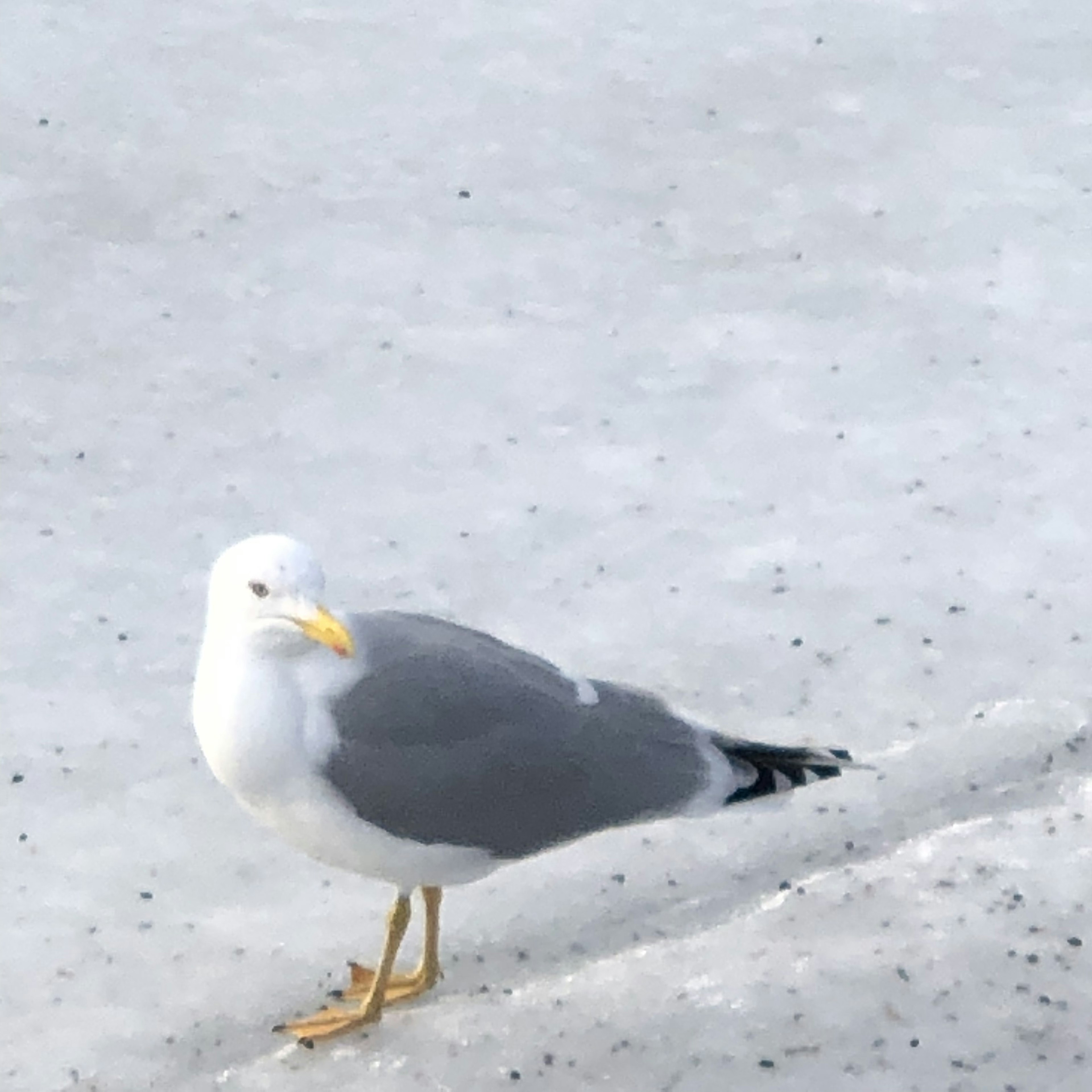 Seagull standing on ice