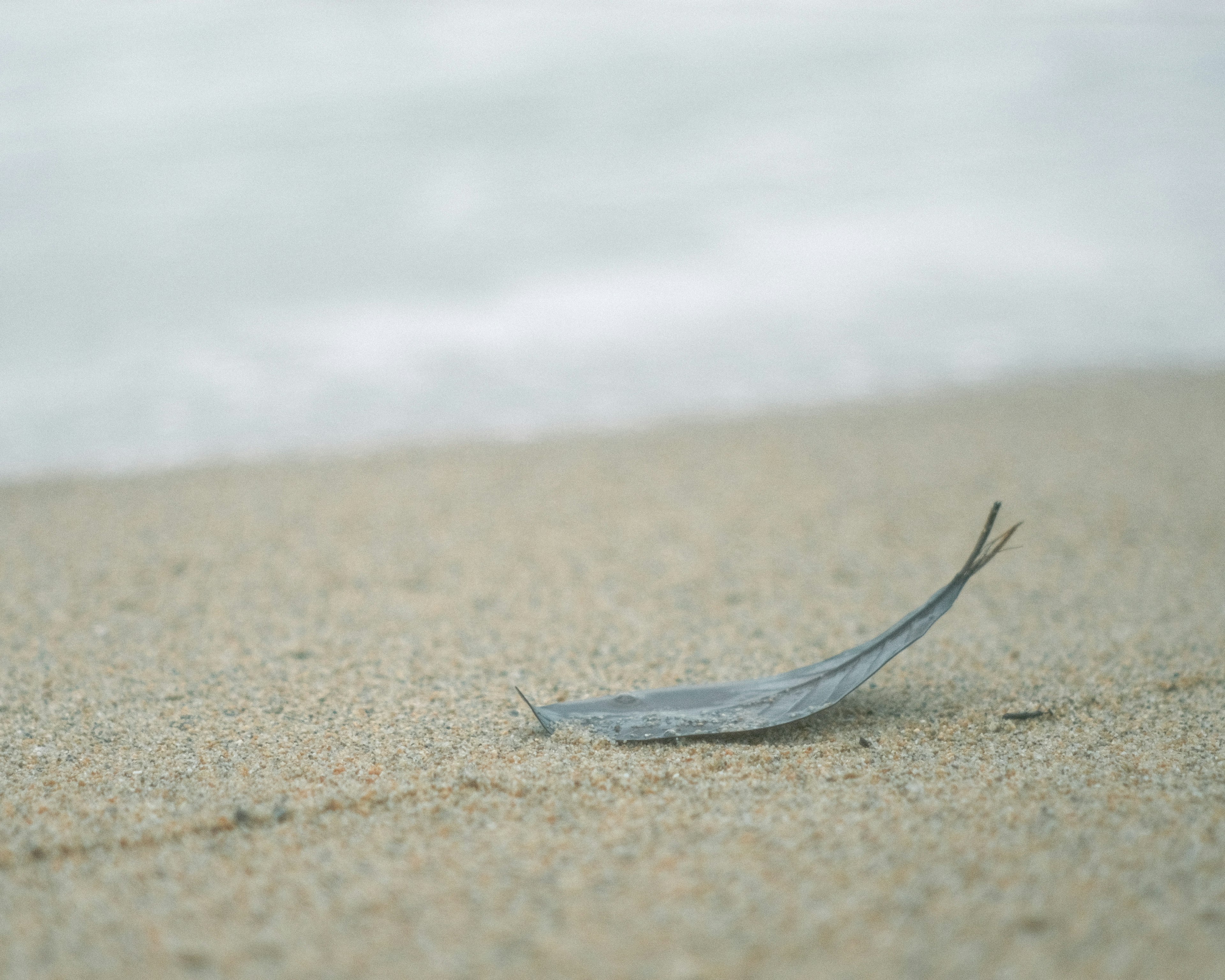 Ein blaues, fischähnliches Wesen liegt am Sandstrand