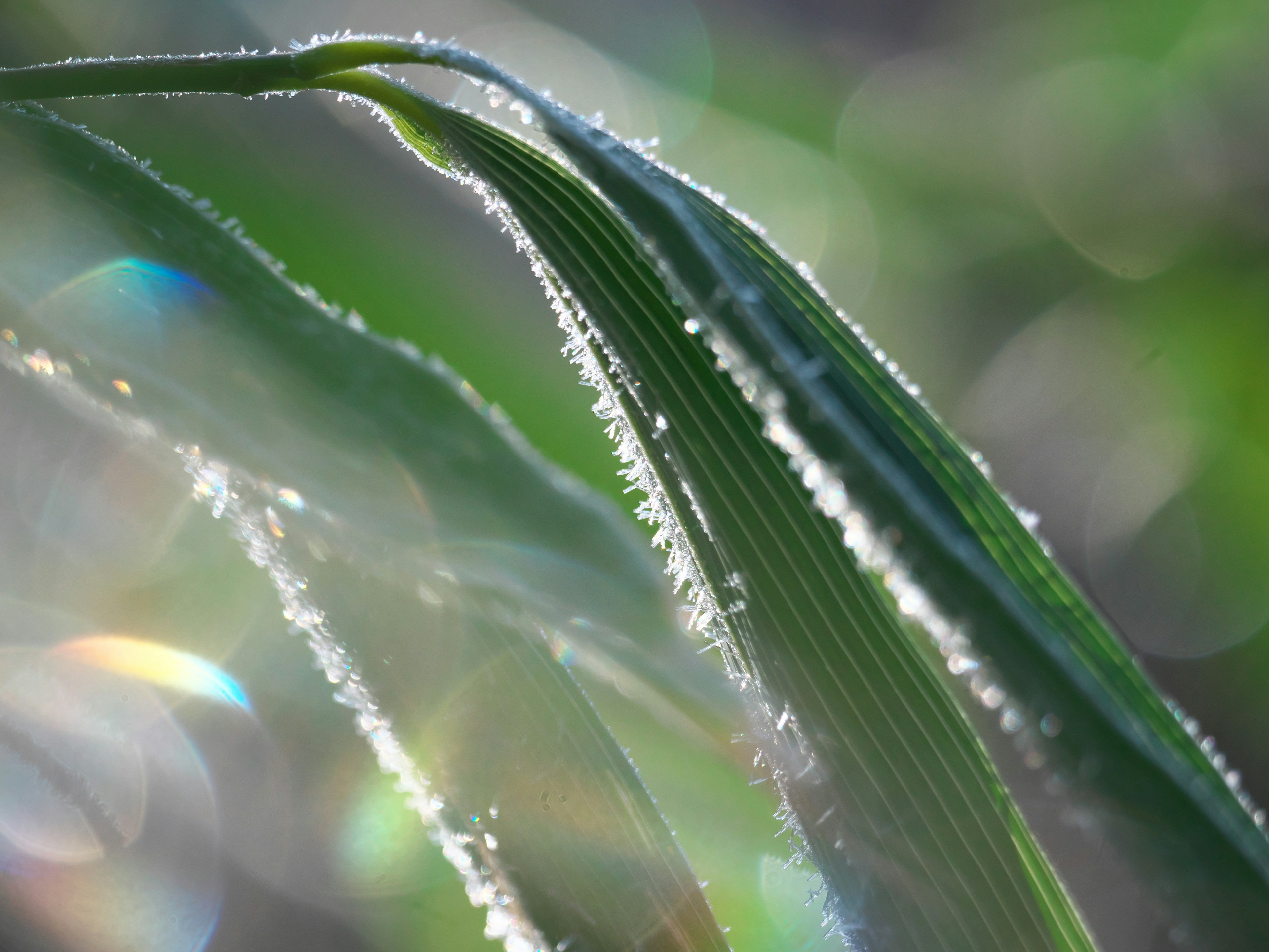 露水のついた緑の葉が輝く光の中で写っている