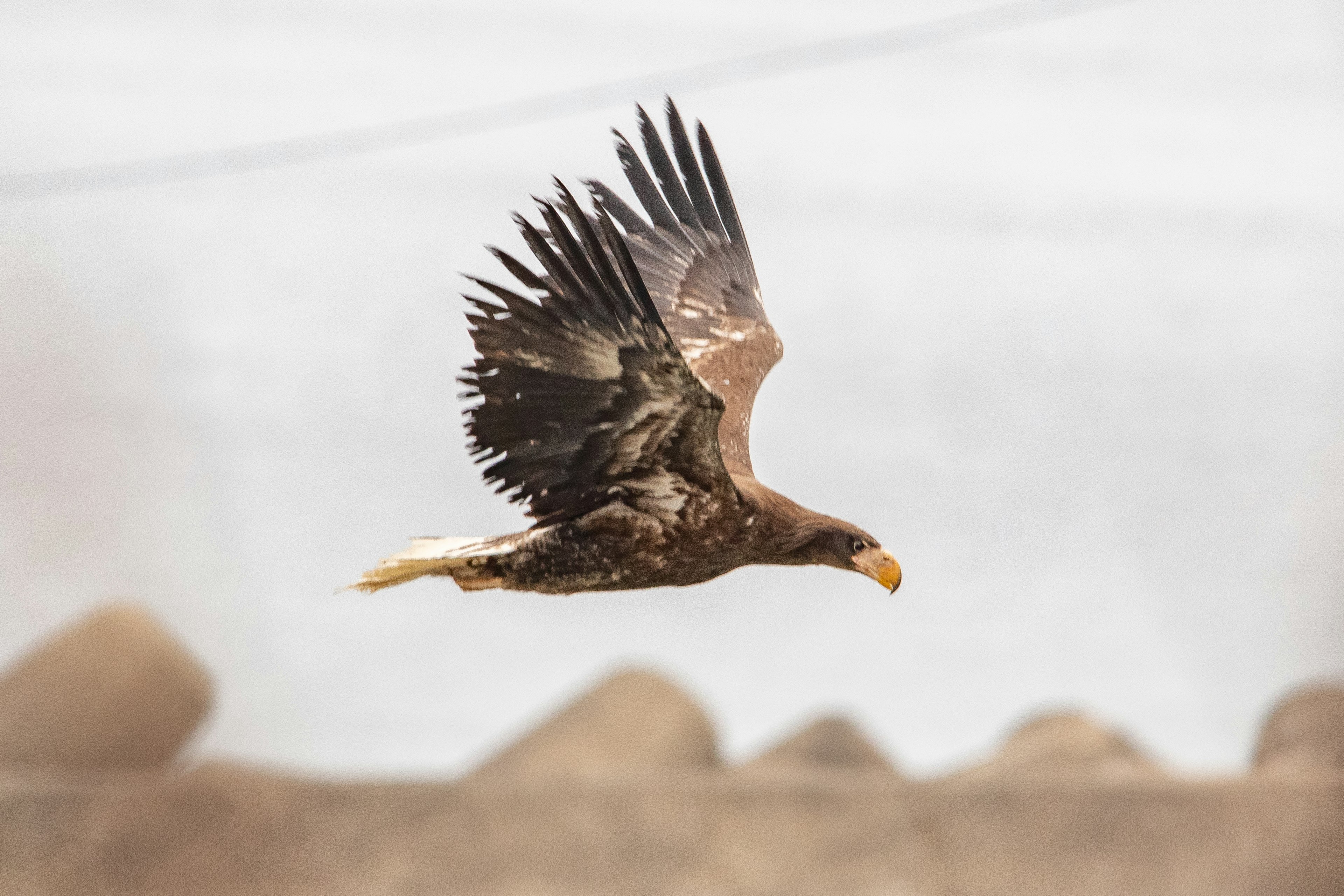 A majestic eagle soaring through the sky with outstretched wings