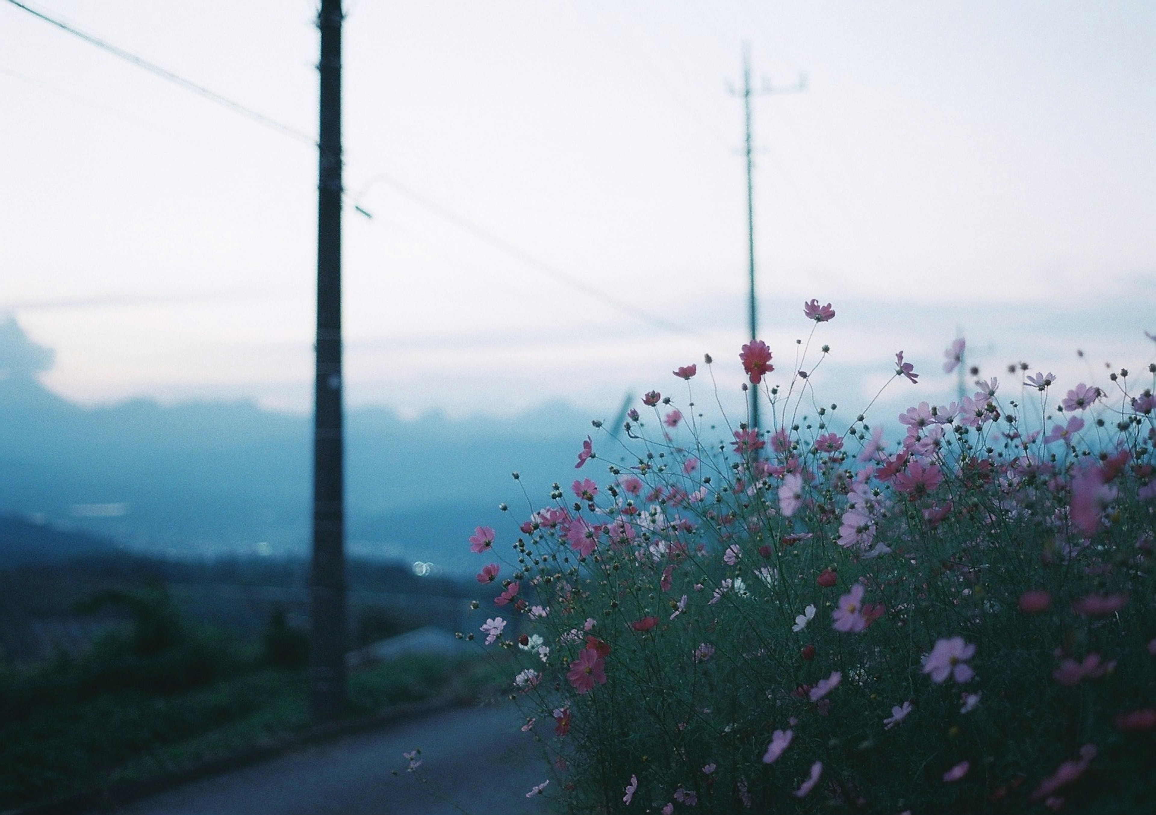 夕暮れの風景に咲く色とりどりの花と電柱