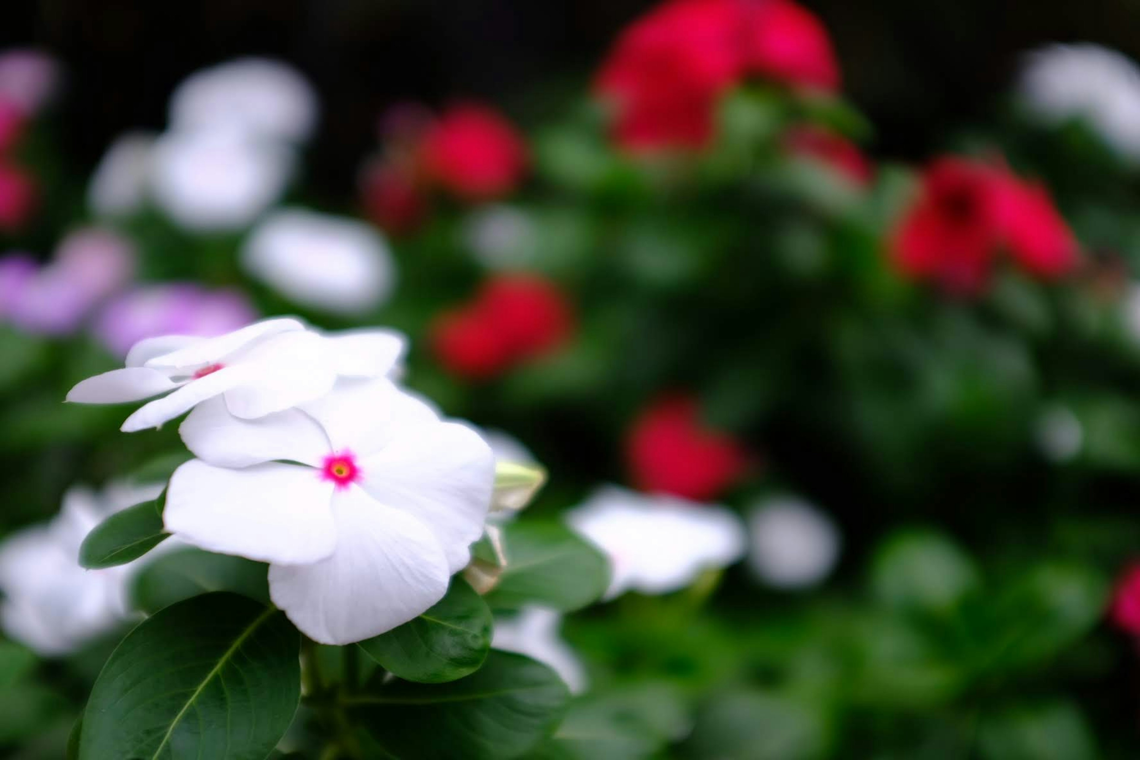 色とりどりのインパチェンスの花が咲いている緑の葉の背景