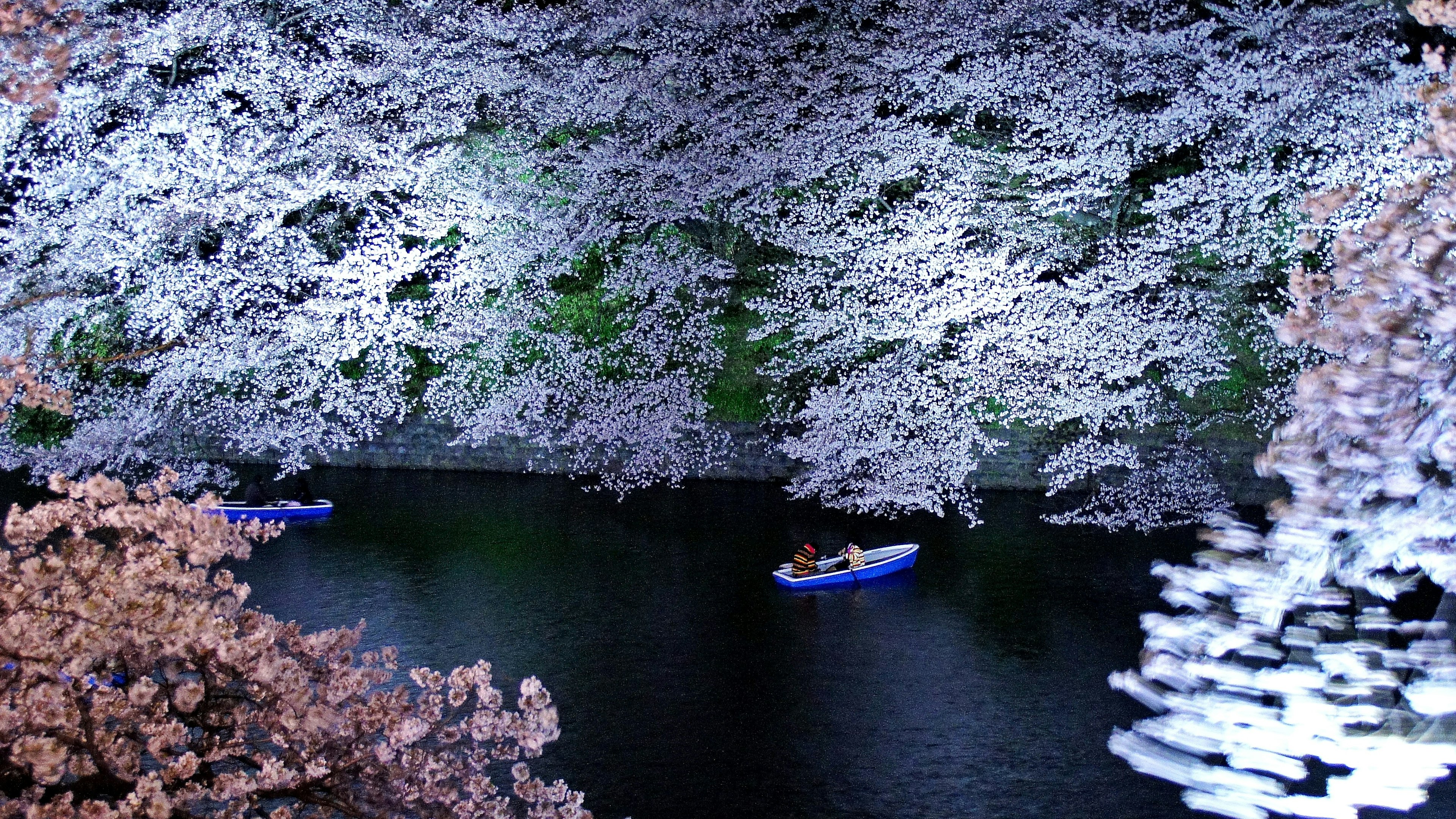 在樱花树环绕的宁静湖面上划船的人们