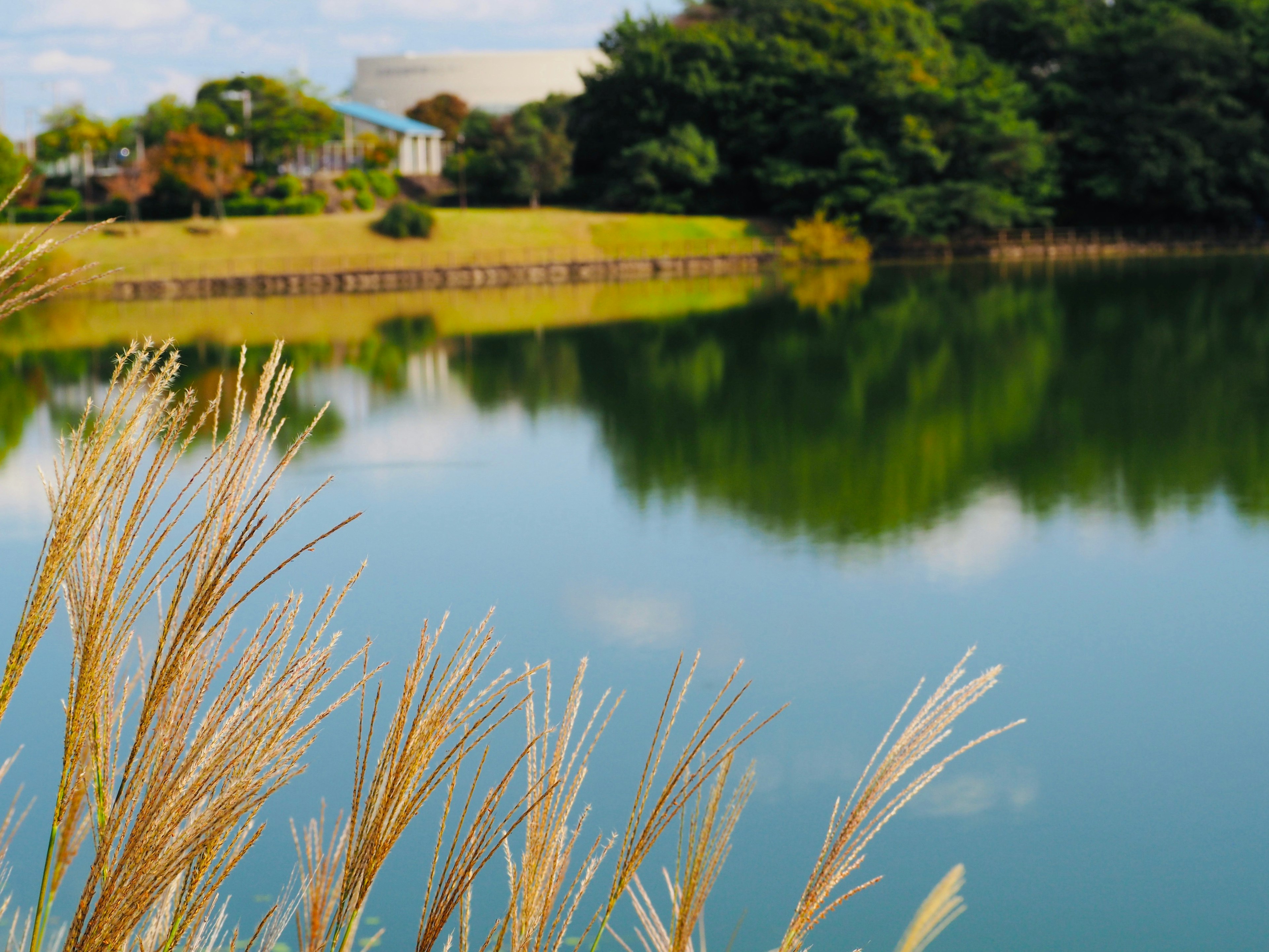 Scenic view of a tranquil pond reflecting green trees and a blue sky