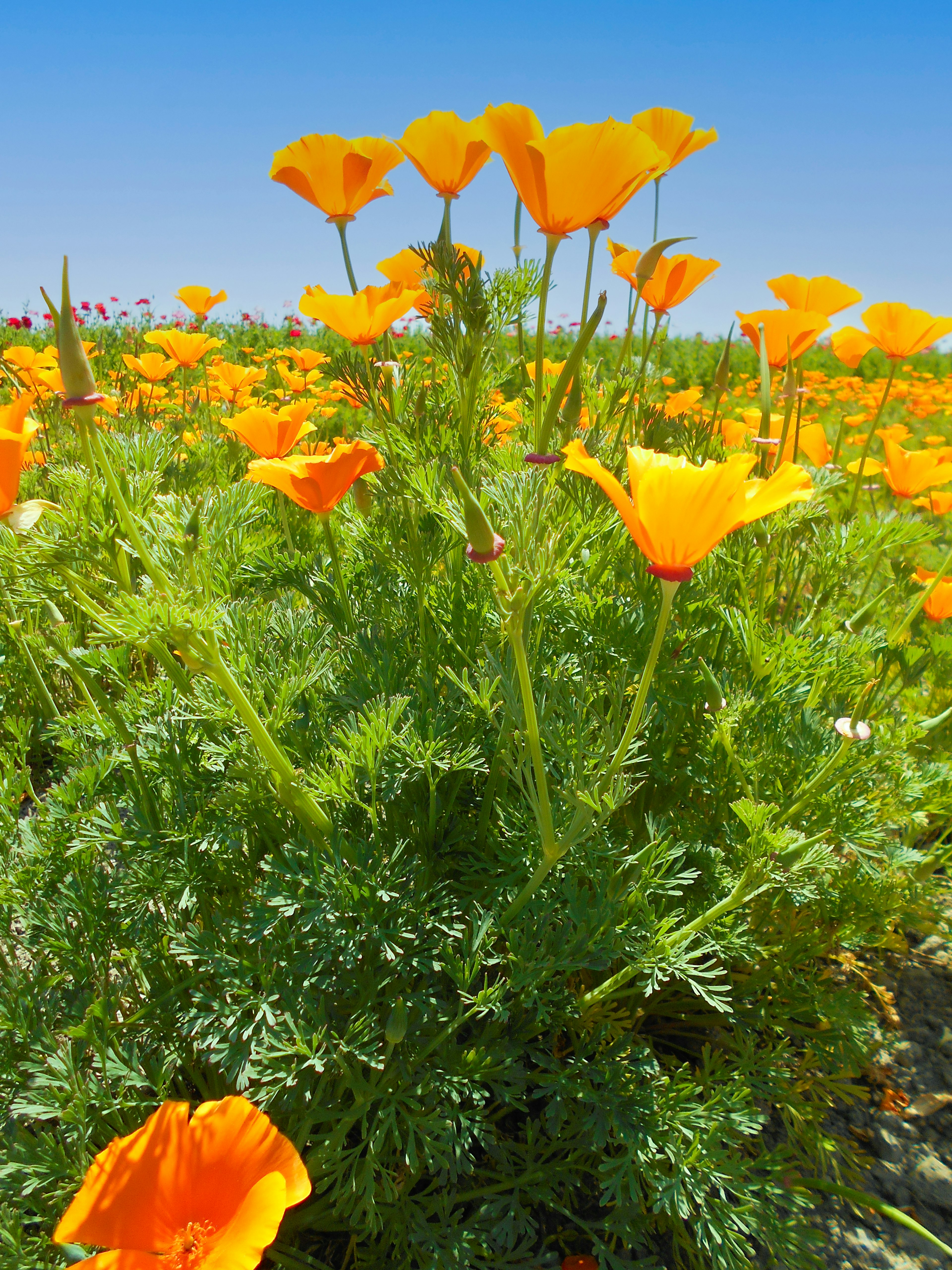 Poppy oranye cerah mekar di ladang