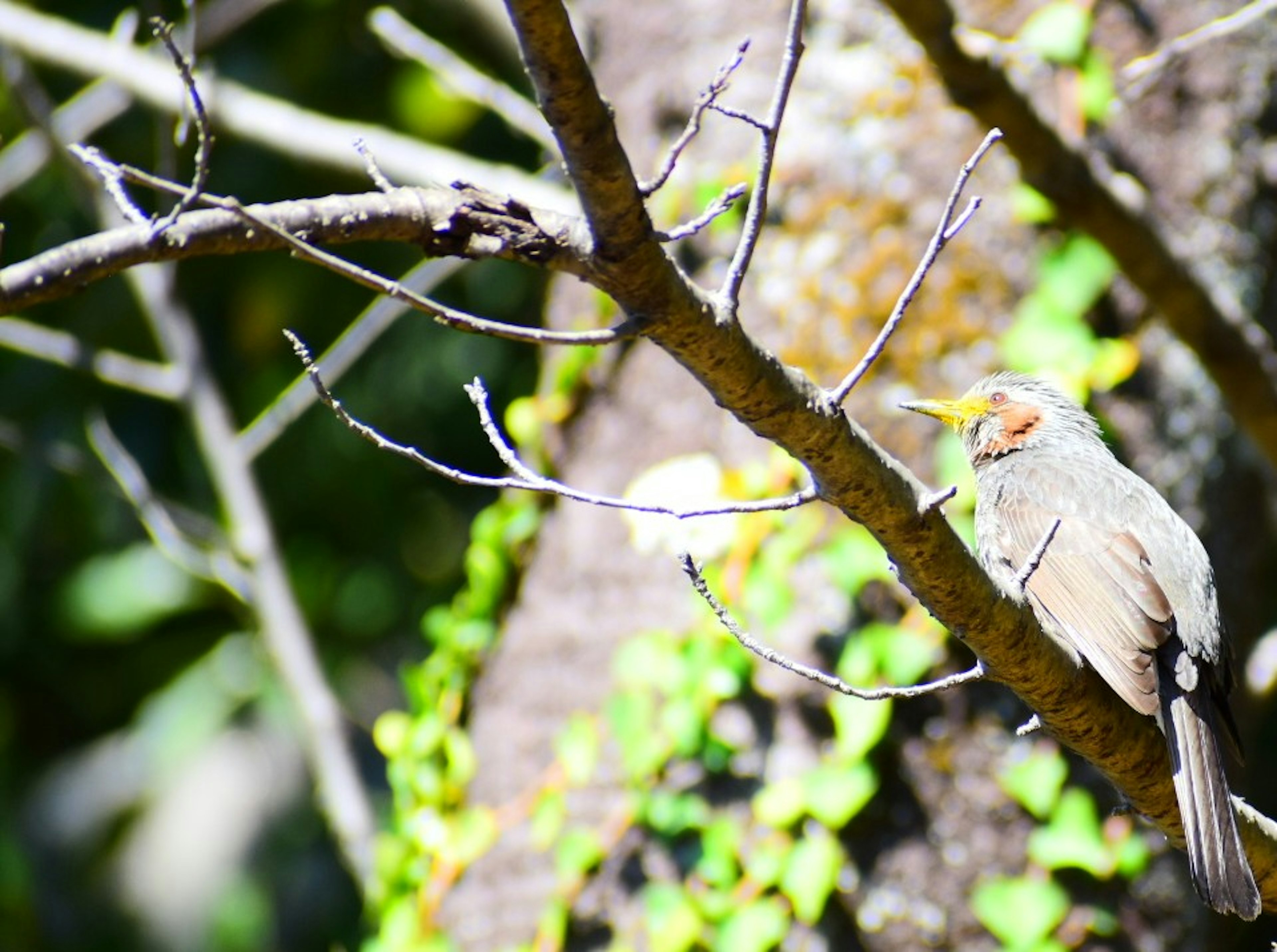 Un petit oiseau perché sur une branche avec des feuilles vertes en arrière-plan