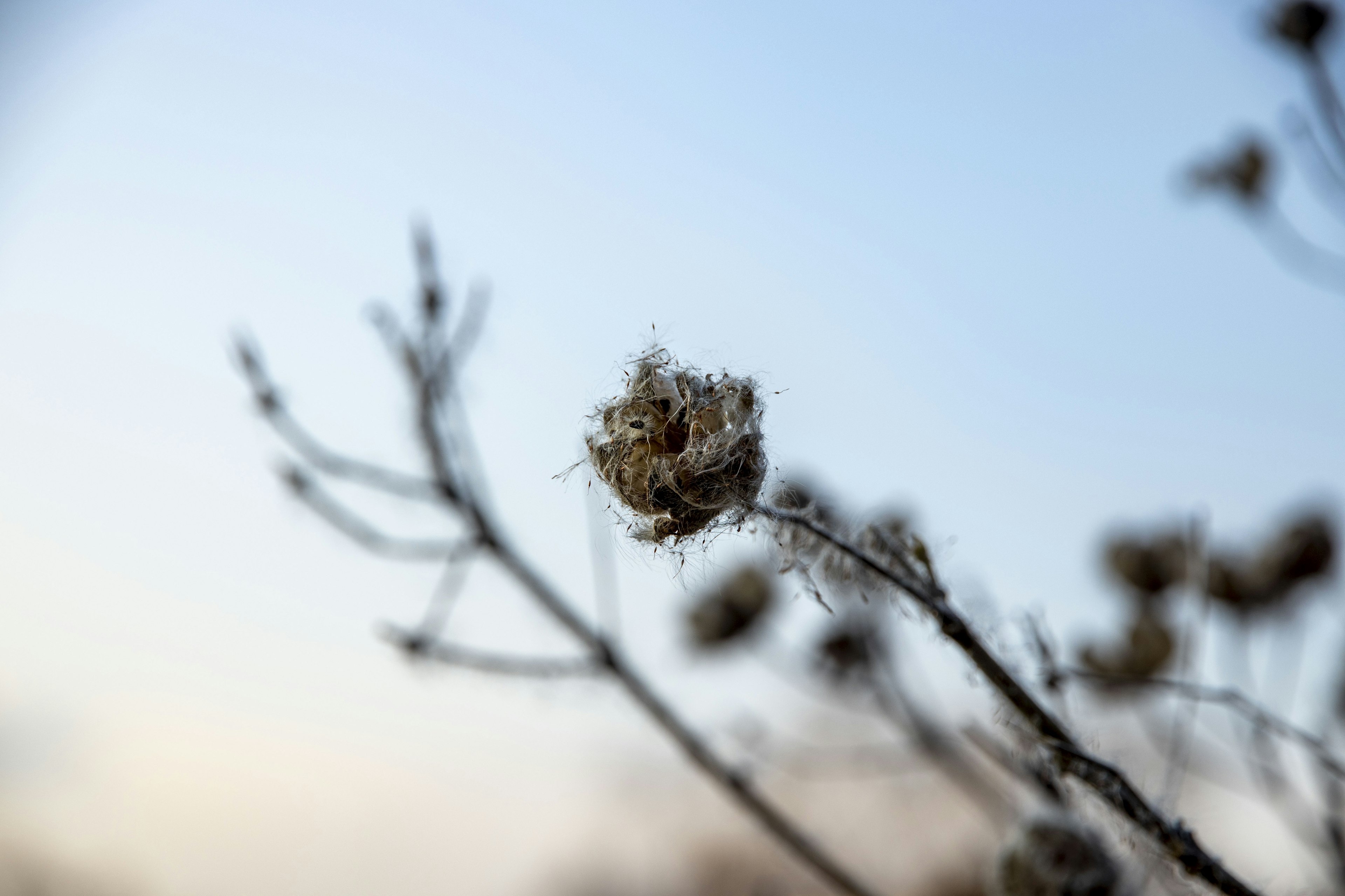 Dry plant pod on a winter branch