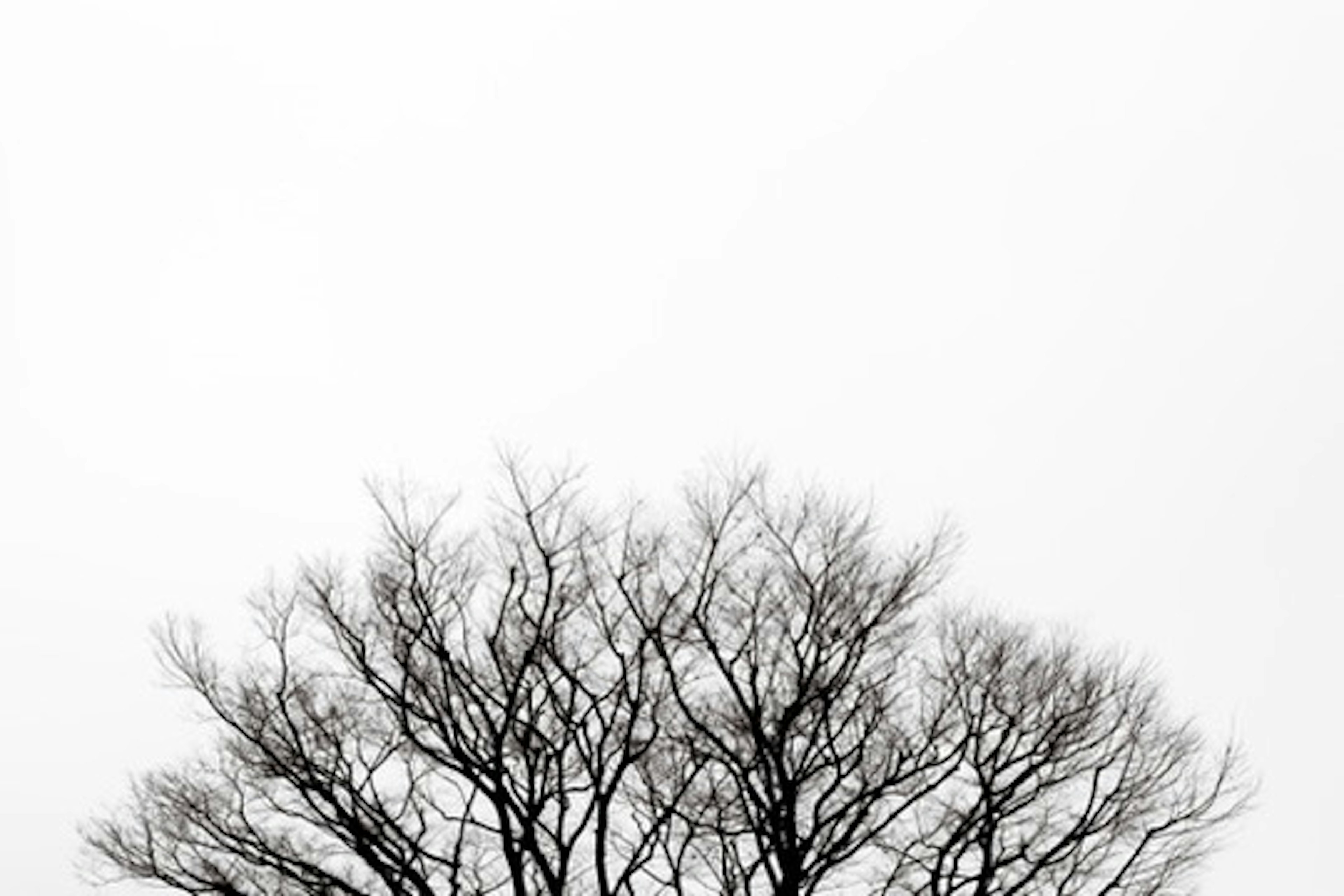 Silhouette of a tree with branches against a white sky