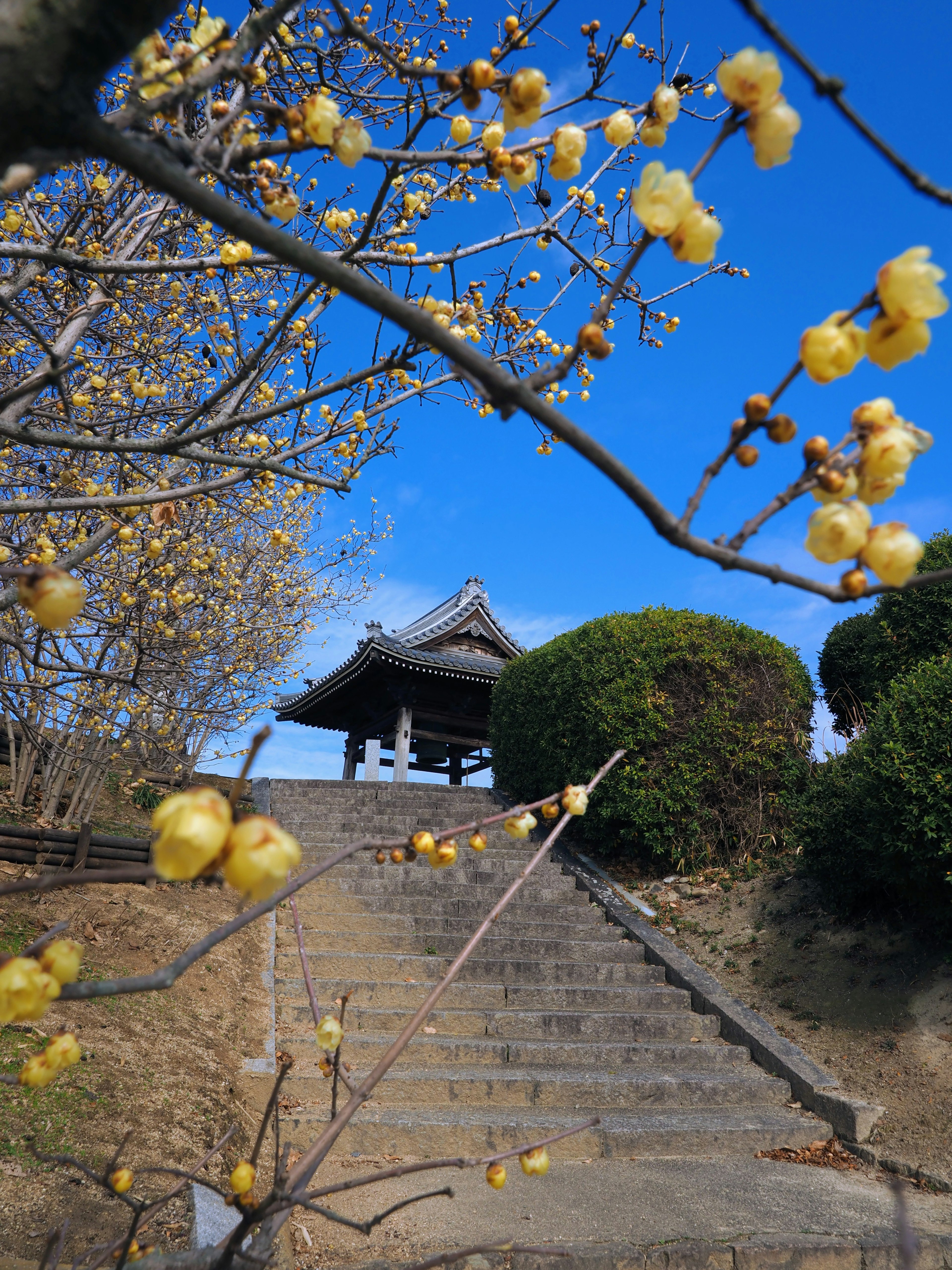 Scenic view of a small temple with yellow plum blossoms and stone steps